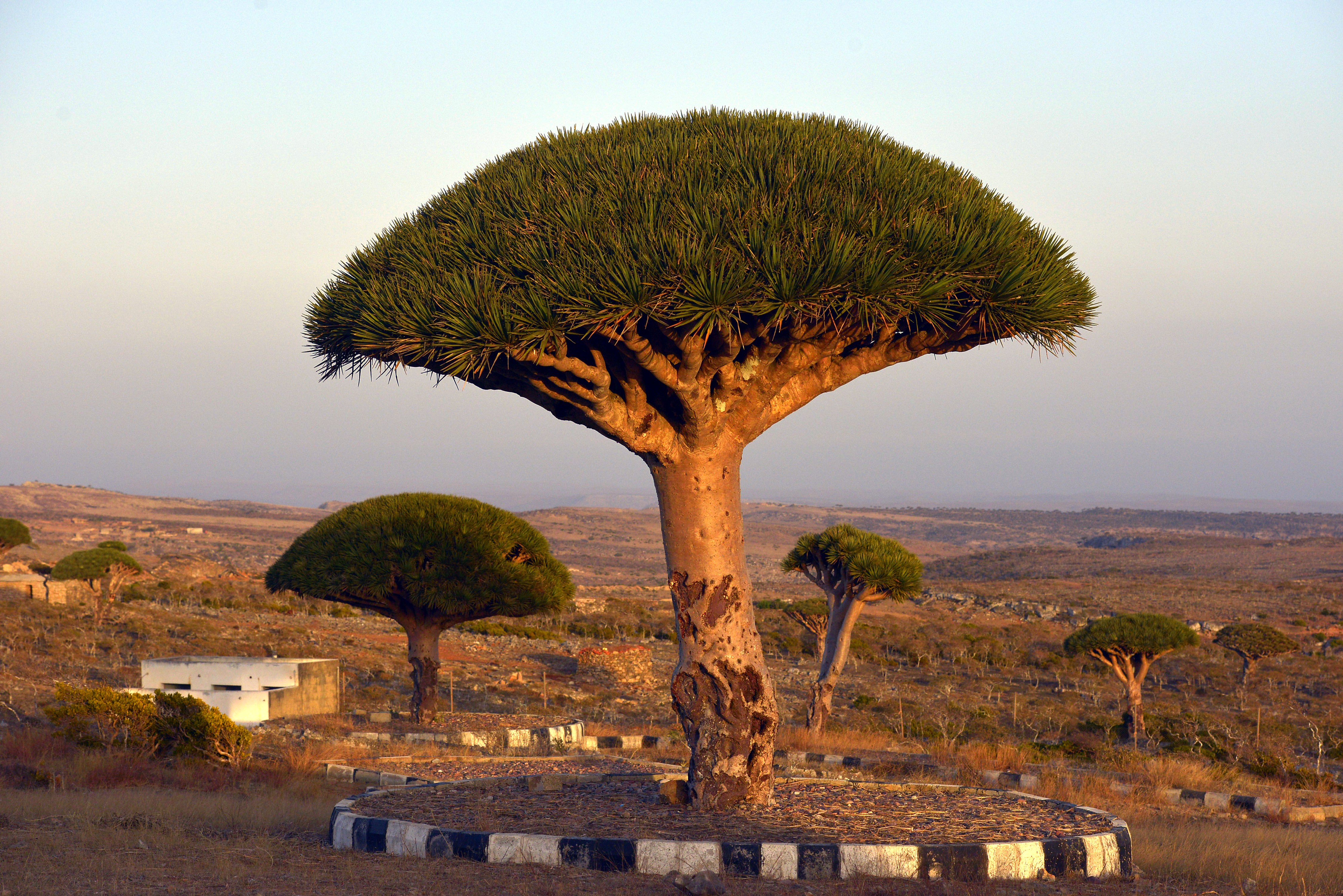 Dragon blood tree on the island of Socotra