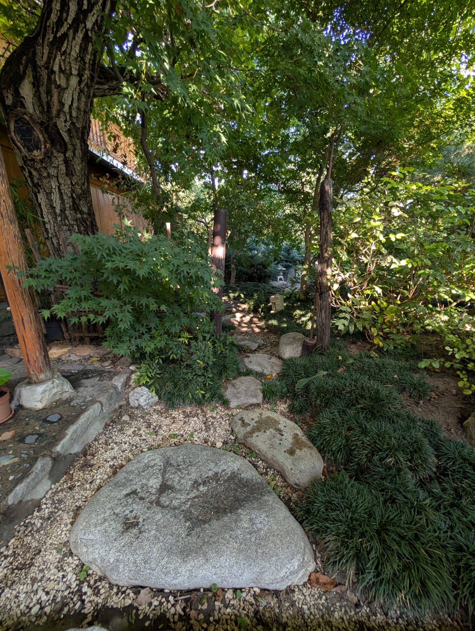 Camelia Nakagawara (1)