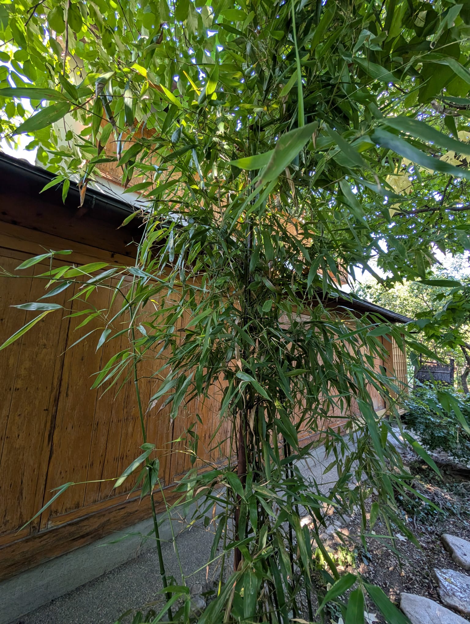 Camelia Nakagawara (2)