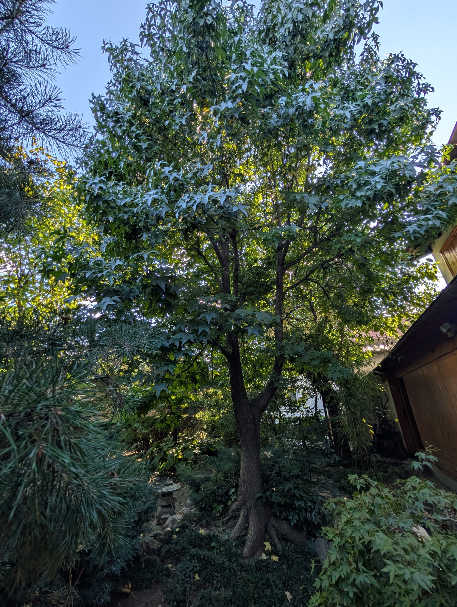 Camelia Nakagawara (3)