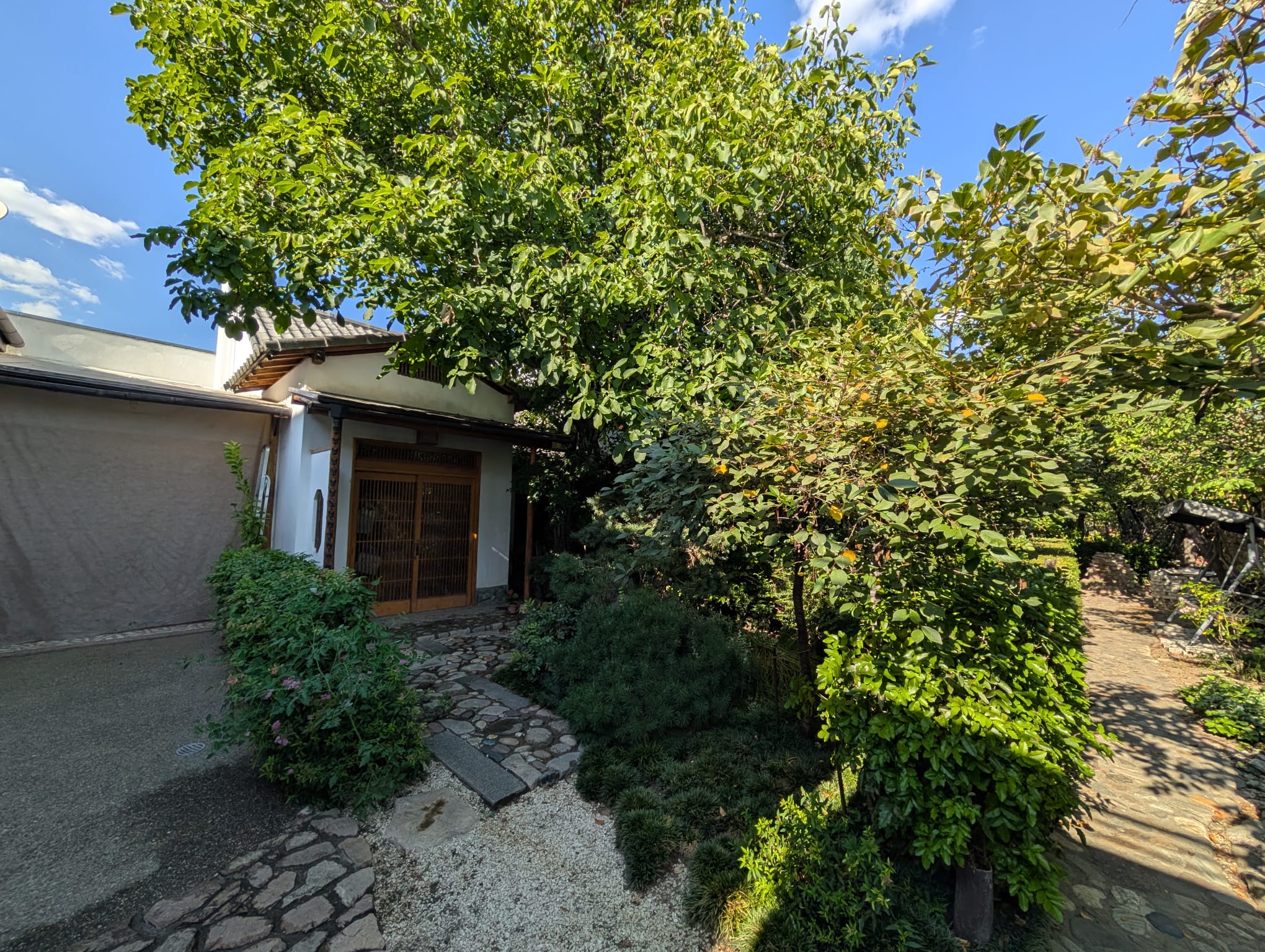 Camelia Nakagawara (6)