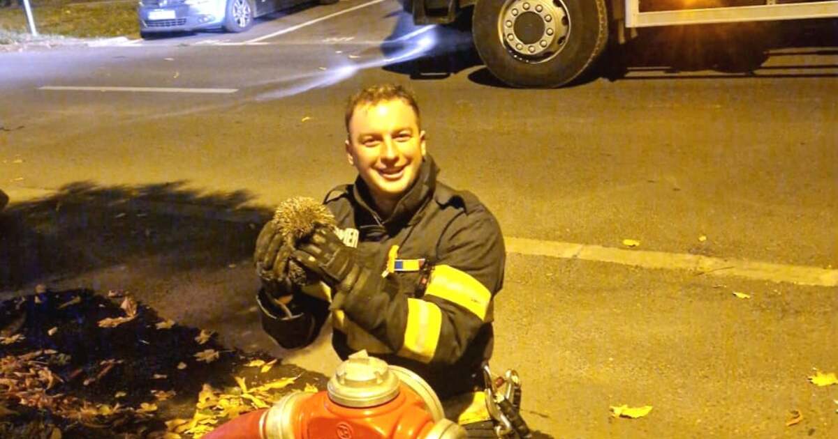 VIDEO. Pompierii salvează un arici în timpul unui incendiu de vegetație în Timișoara VIDEO. Pompierii salvează un arici în timpul unui incendiu de vegetație în Timișoara