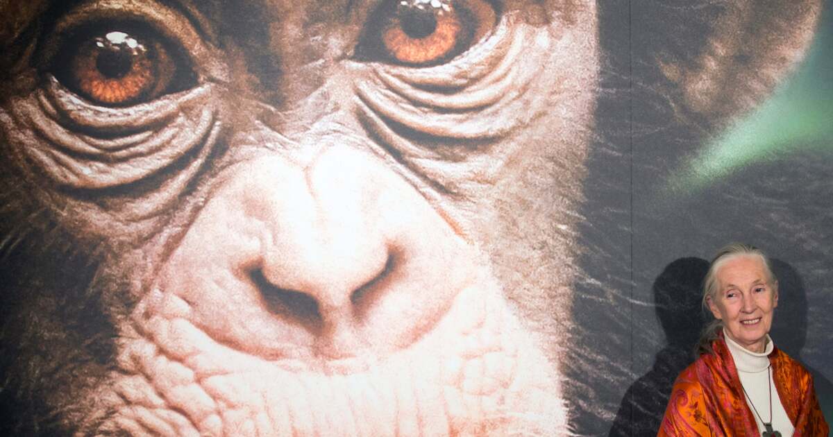 Decesul Dr. Jane Goodall, cercetătoarea care a revoluționat studiul primatelor, la 91 de ani Decesul Dr. Jane Goodall, cercetătoarea care a revoluționat studiul primatelor, la 91 de ani