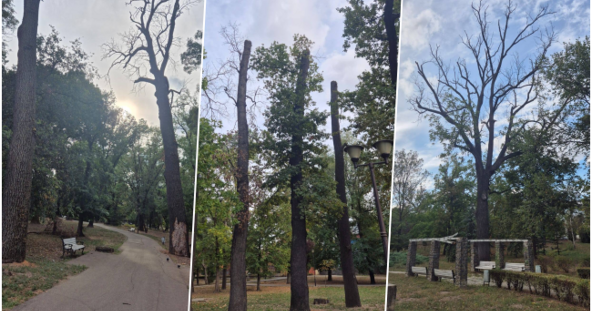 Cinci stejari vechi vor fi tăiați în Parcul Poporului, iar alte schimbări sunt planificate. Cinci stejari vechi vor fi tăiați în Parcul Poporului, iar alte schimbări sunt planificate.