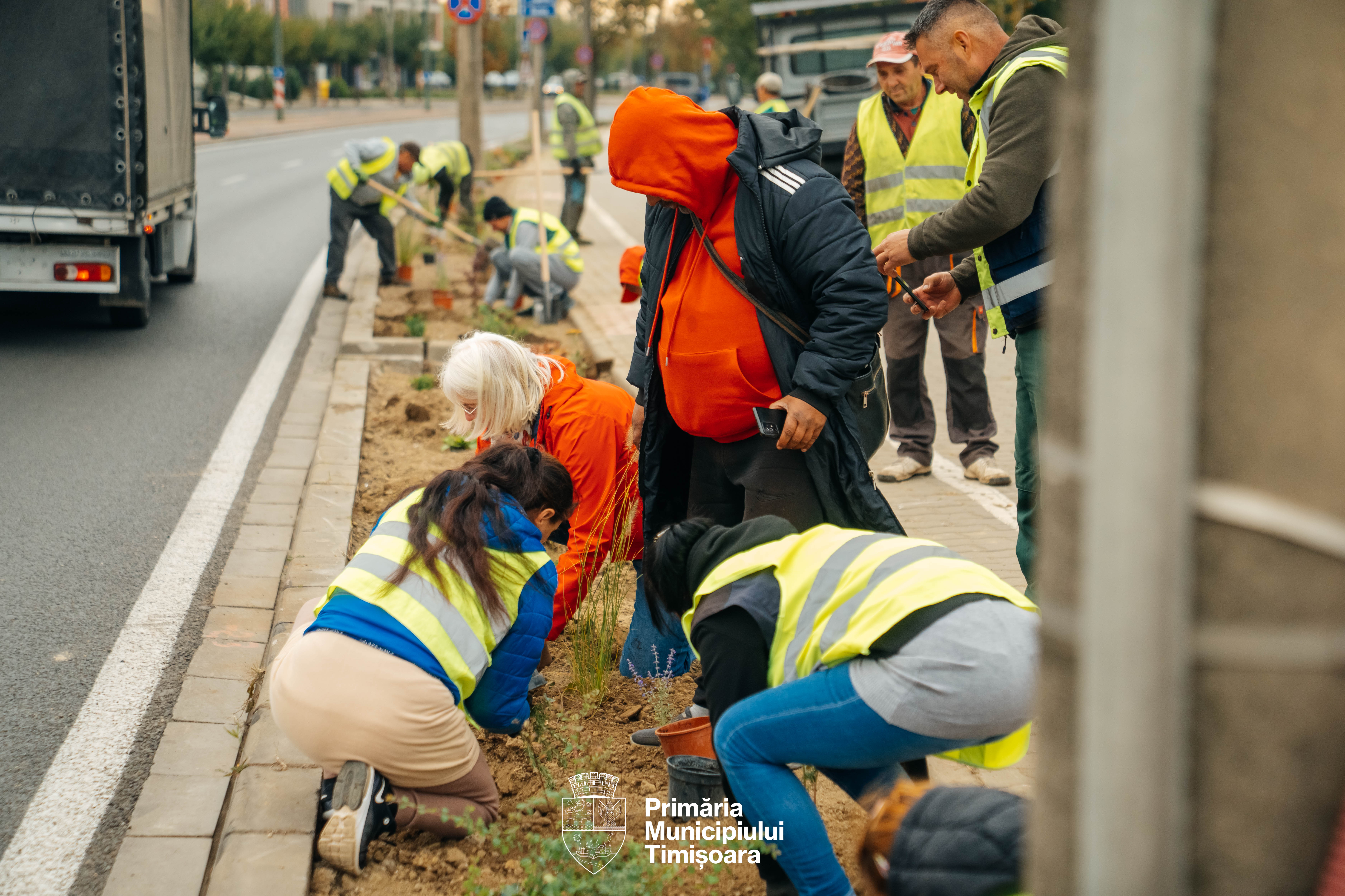 plante spații verzi rebreanu (3)