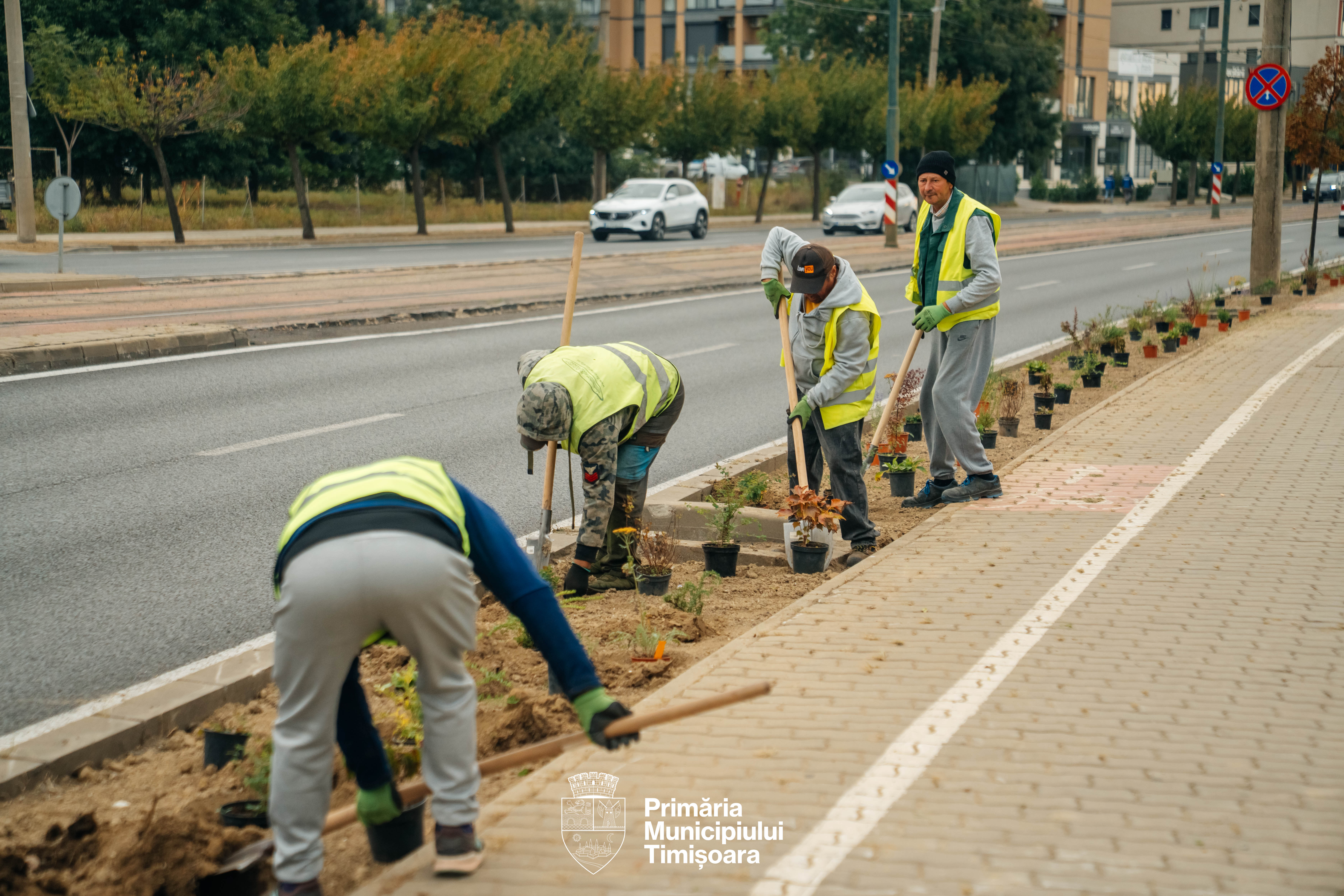 plante spații verzi rebreanu (4)