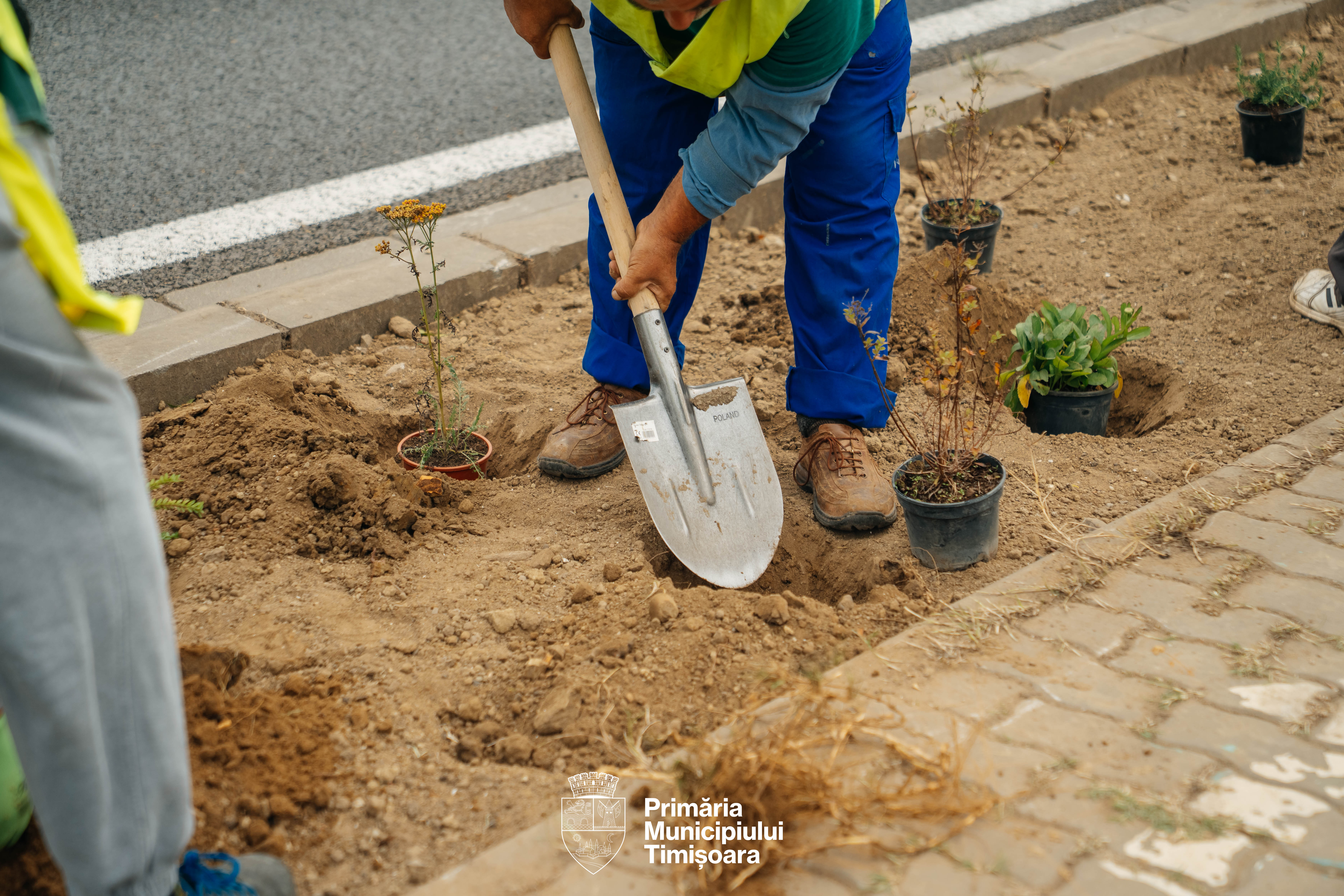 plante spații verzi rebreanu (5)