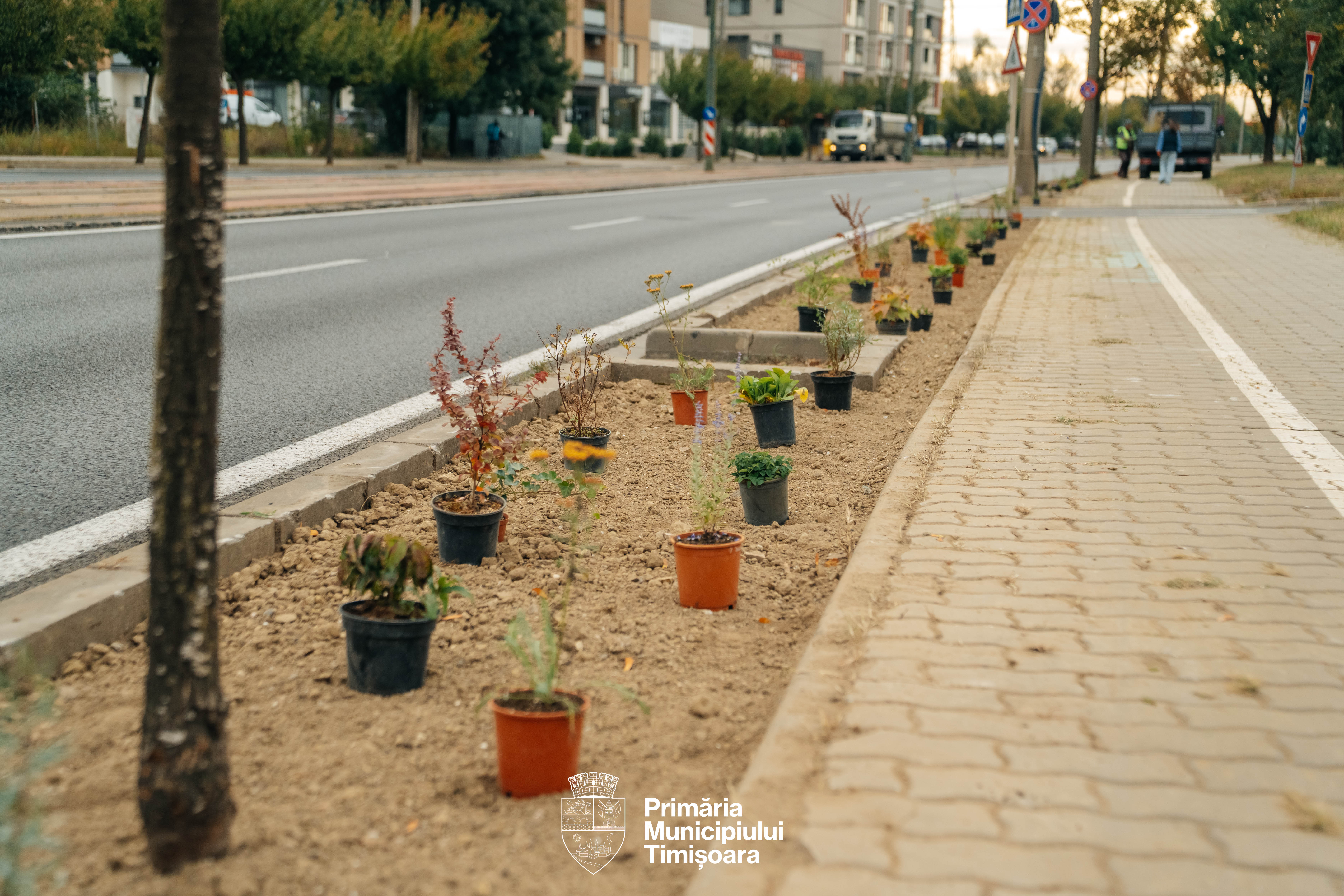 plante spații verzi rebreanu (6)