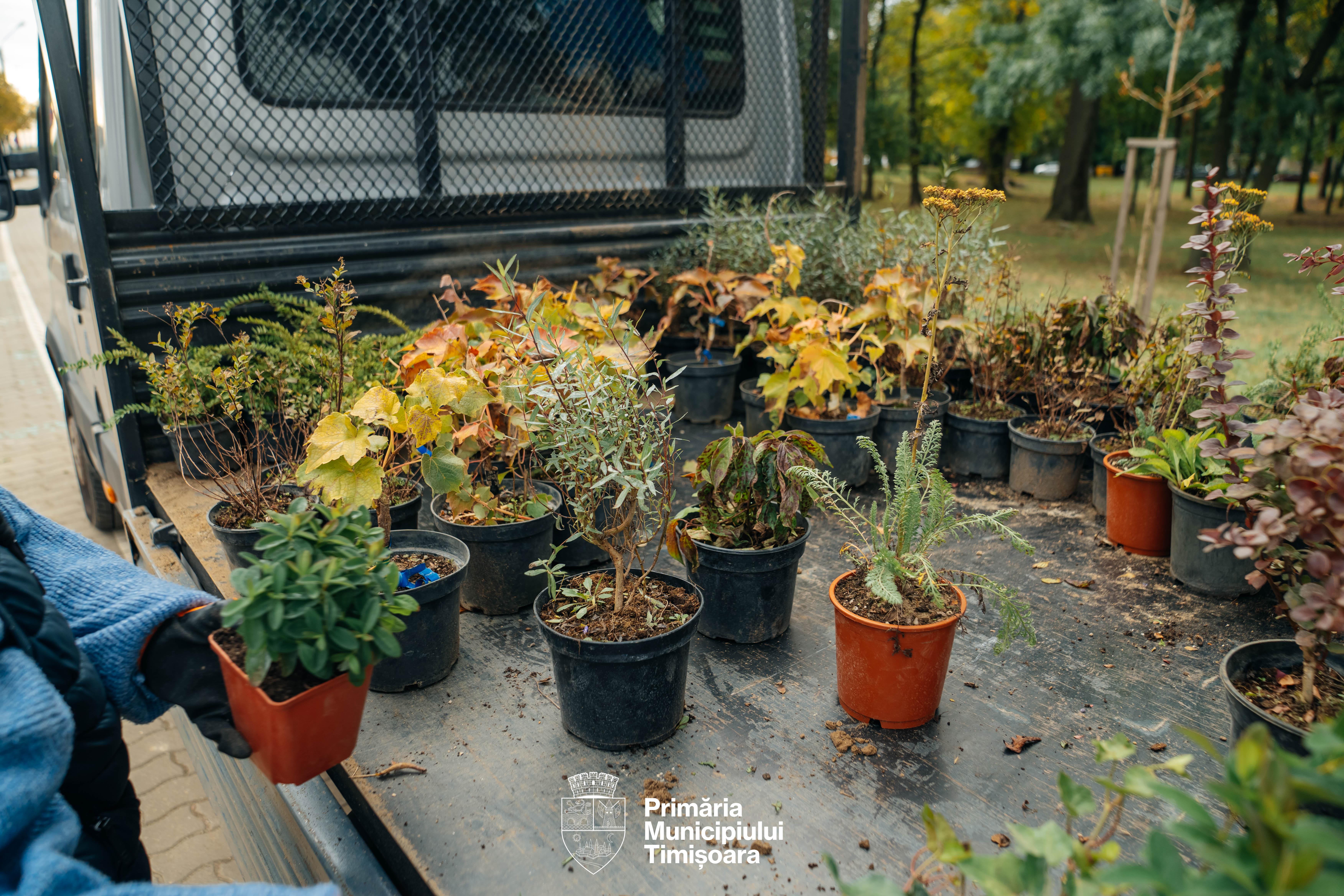 plante spații verzi rebreanu (1)