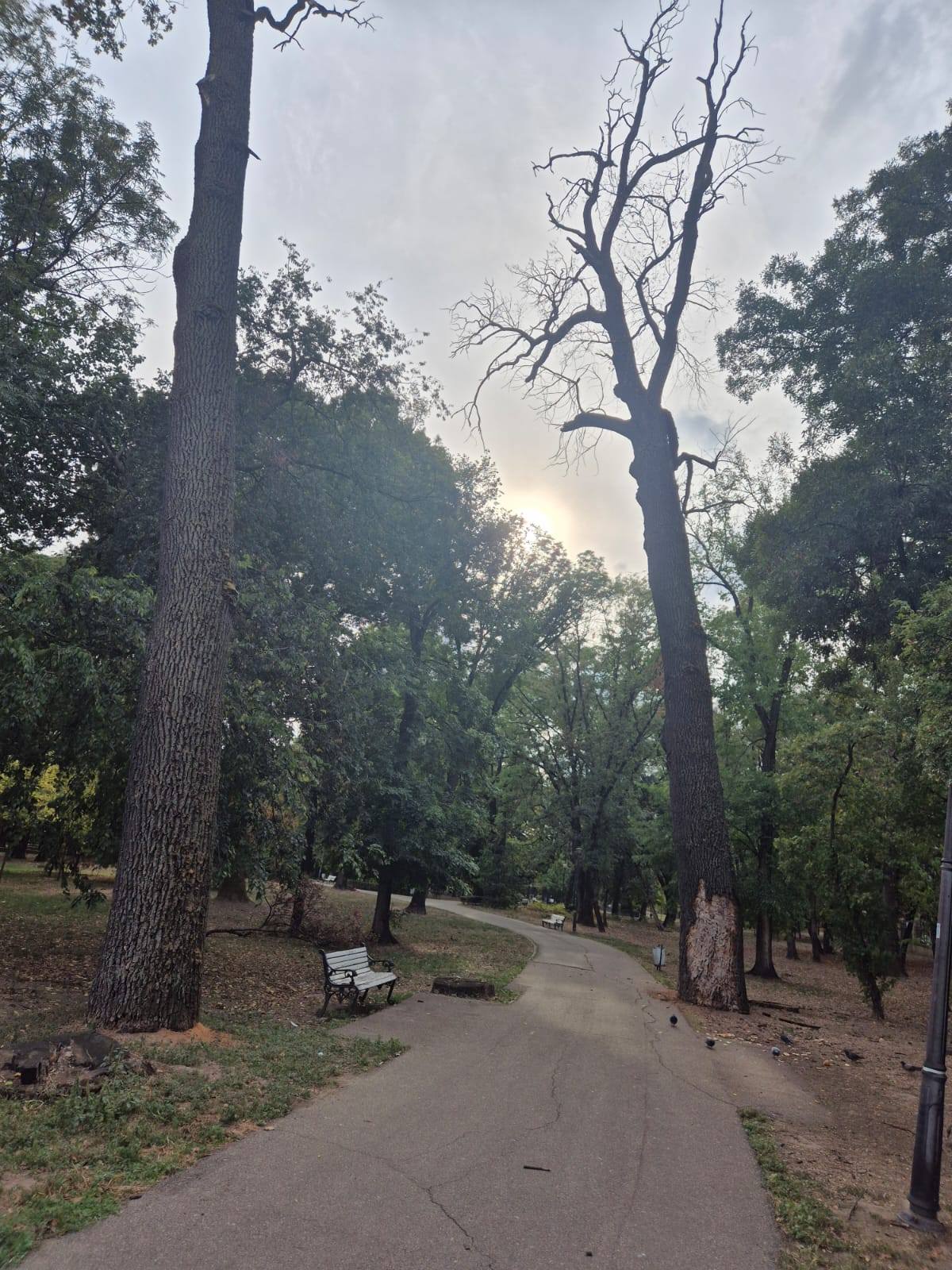 stejari seculari parcul poporului 3