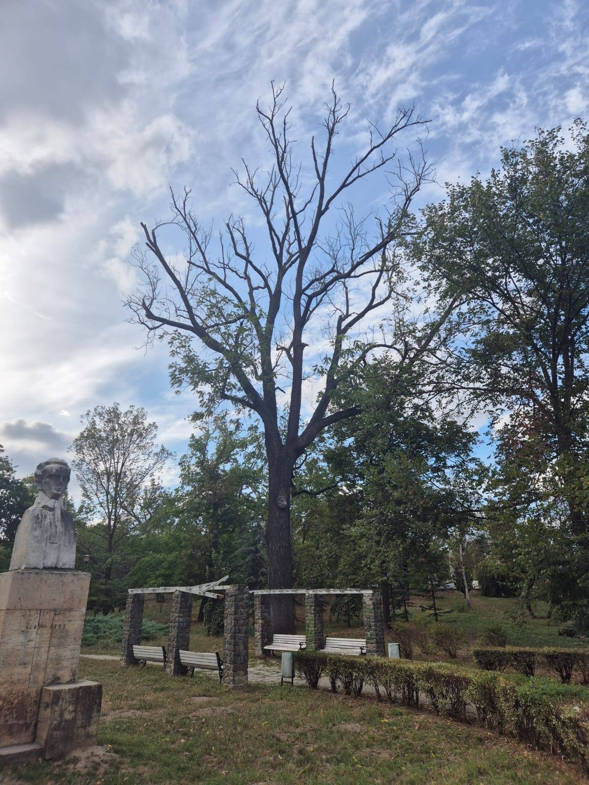 stejari seculari parcul poporului 2