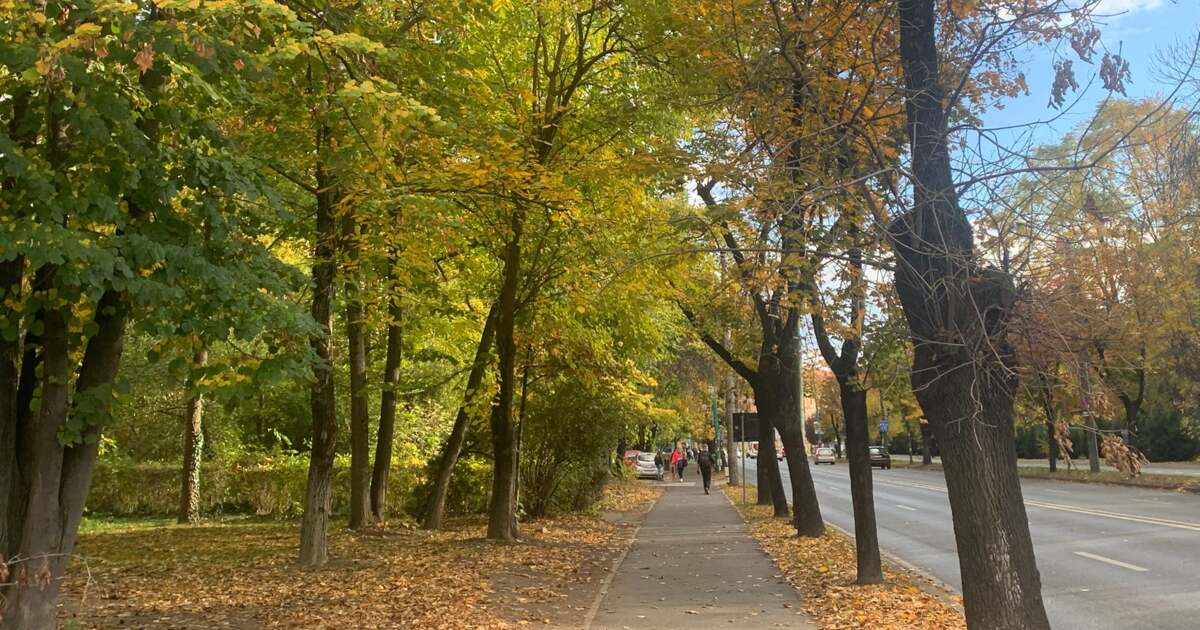 Ce activități ne așteaptă azi, 10 noiembrie 2025, în Timișoara?