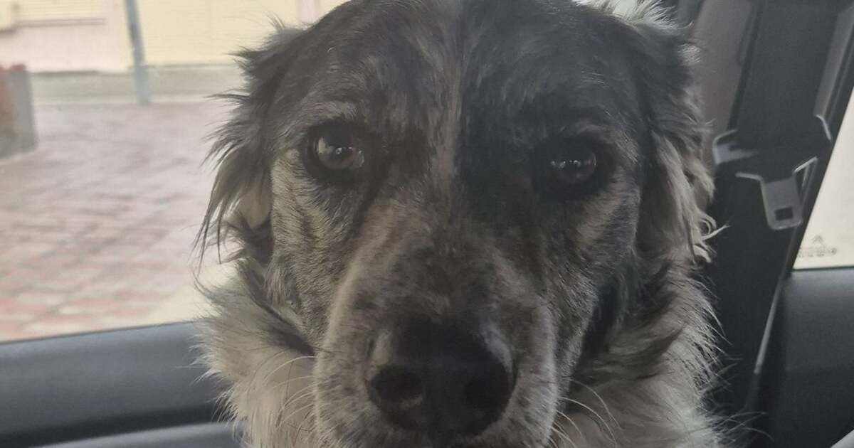 Cățelul Rollo, o adorabilă jucărie de un an, își caută fericirea. Cățelul Rollo, o adorabilă jucărie de un an, își caută fericirea.