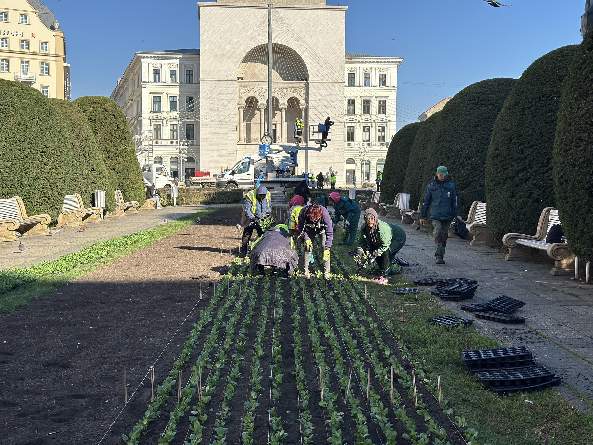 piata victoriei plantare flori horticultura (1)