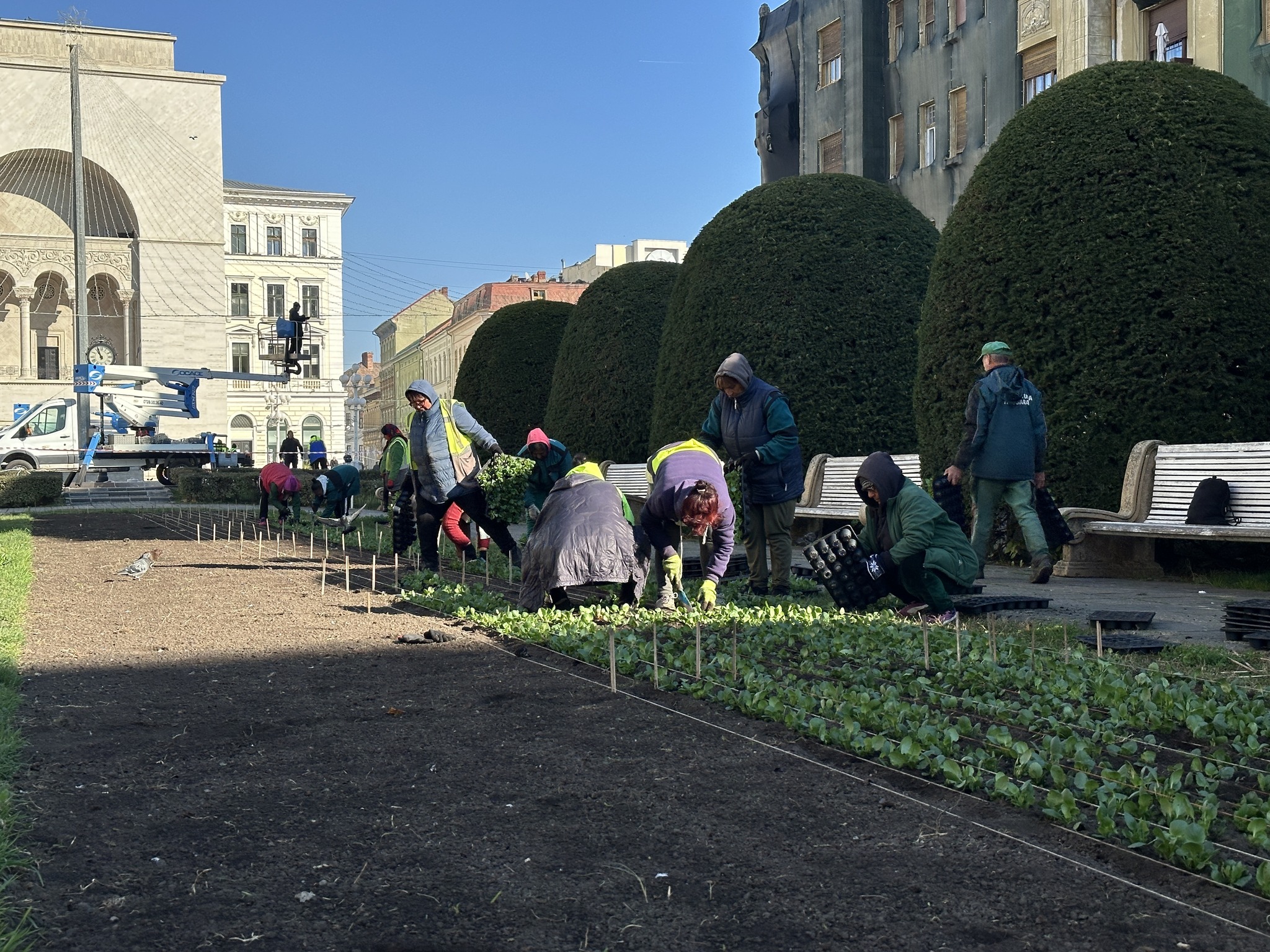 piata victoriei plantare flori horticultura (2)