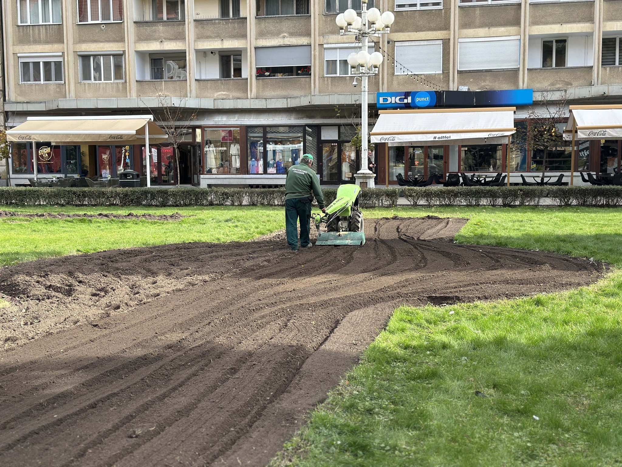 piata victoriei plantare flori horticultura (4)