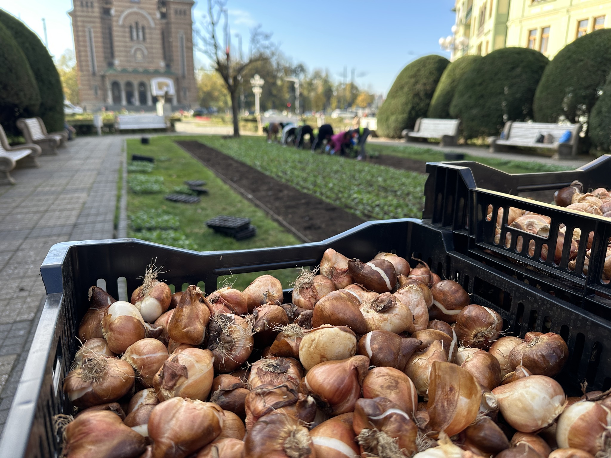 piata victoriei plantare flori horticultura (5)