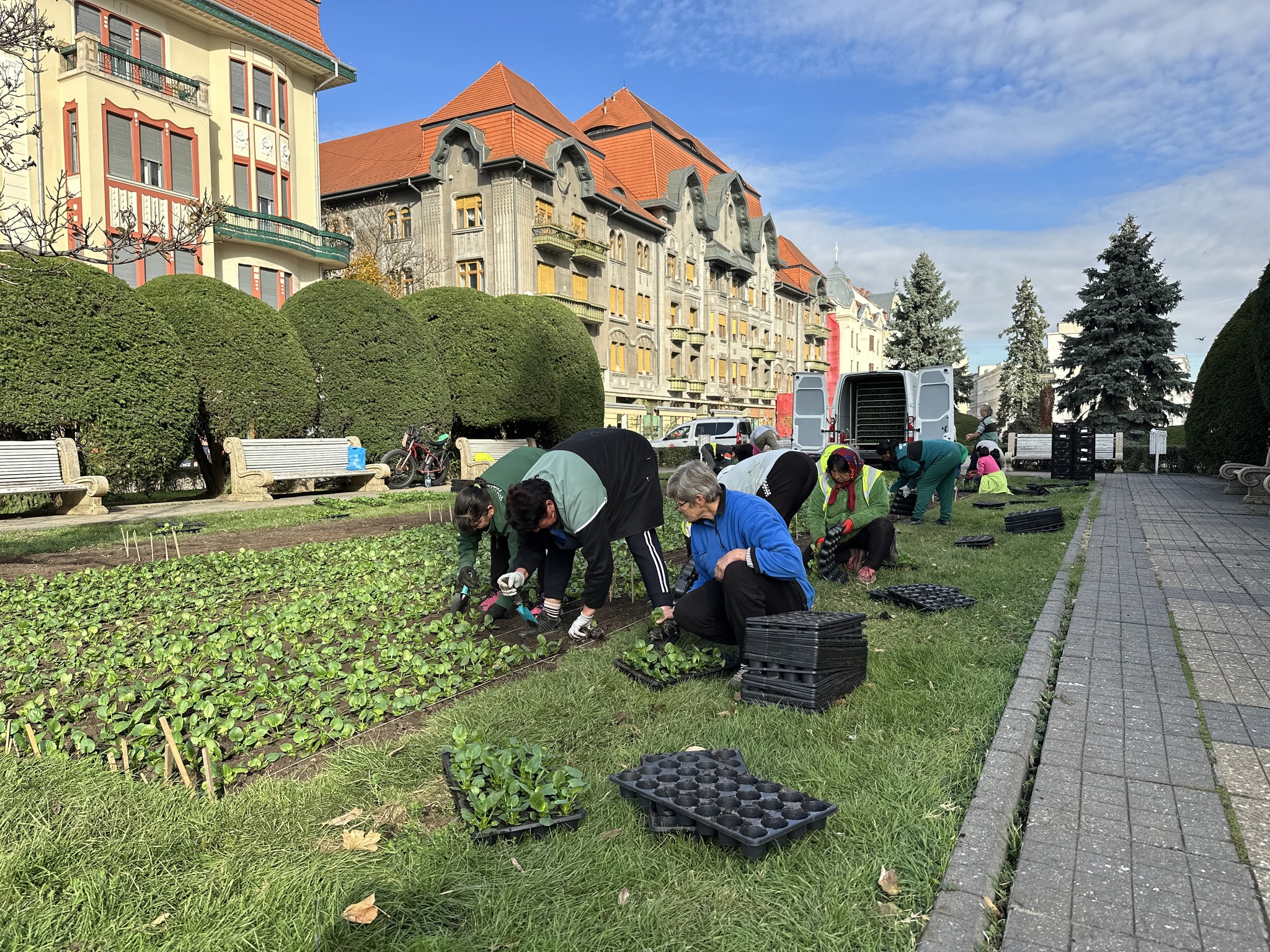 piata victoriei plantare flori horticultura (6)