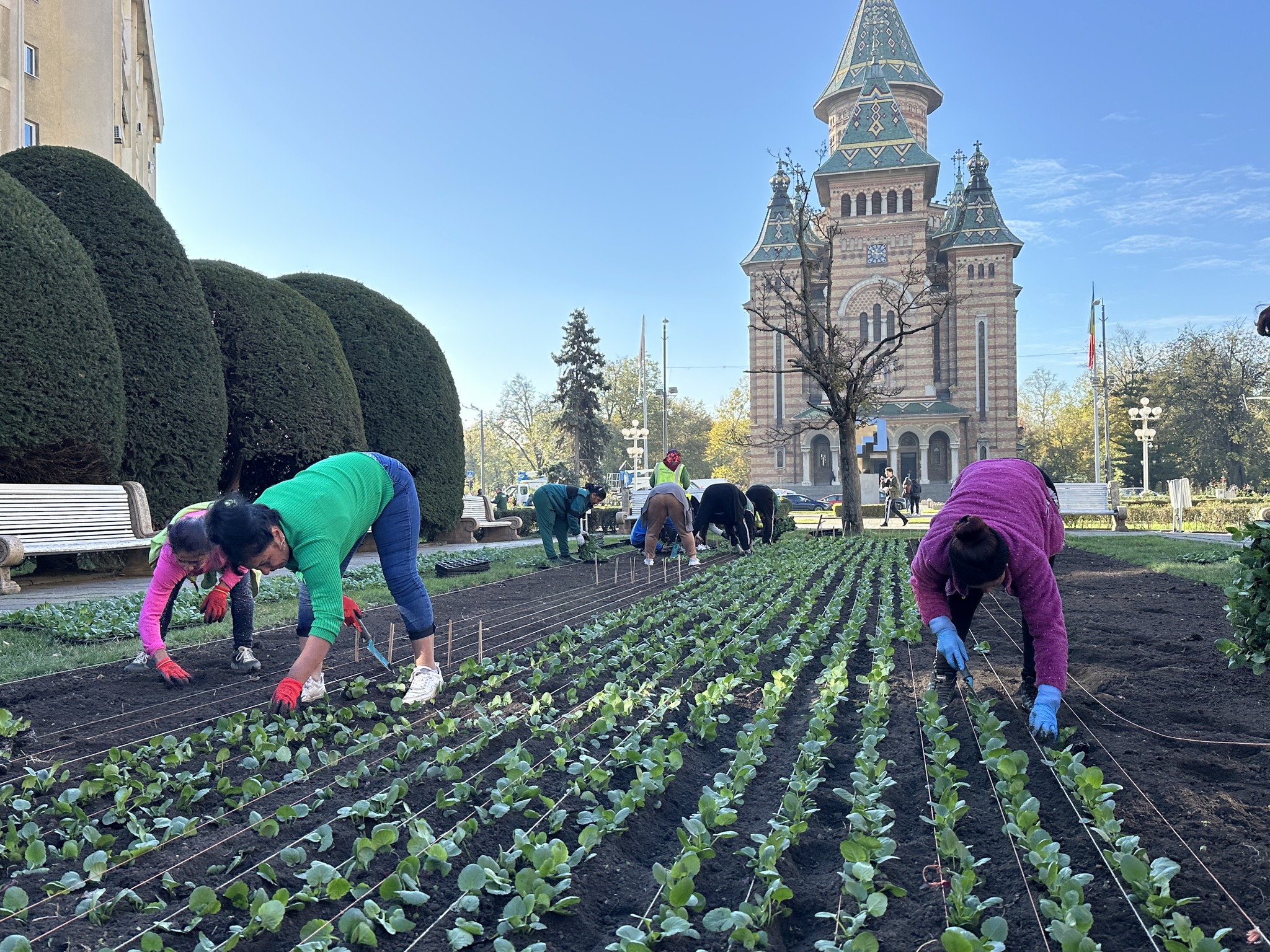 piata victoriei plantare flori horticultura (7)