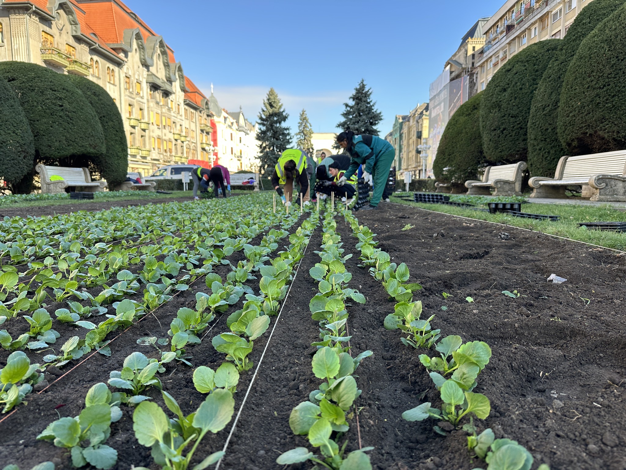 piata victoriei plantare flori horticultura (8)