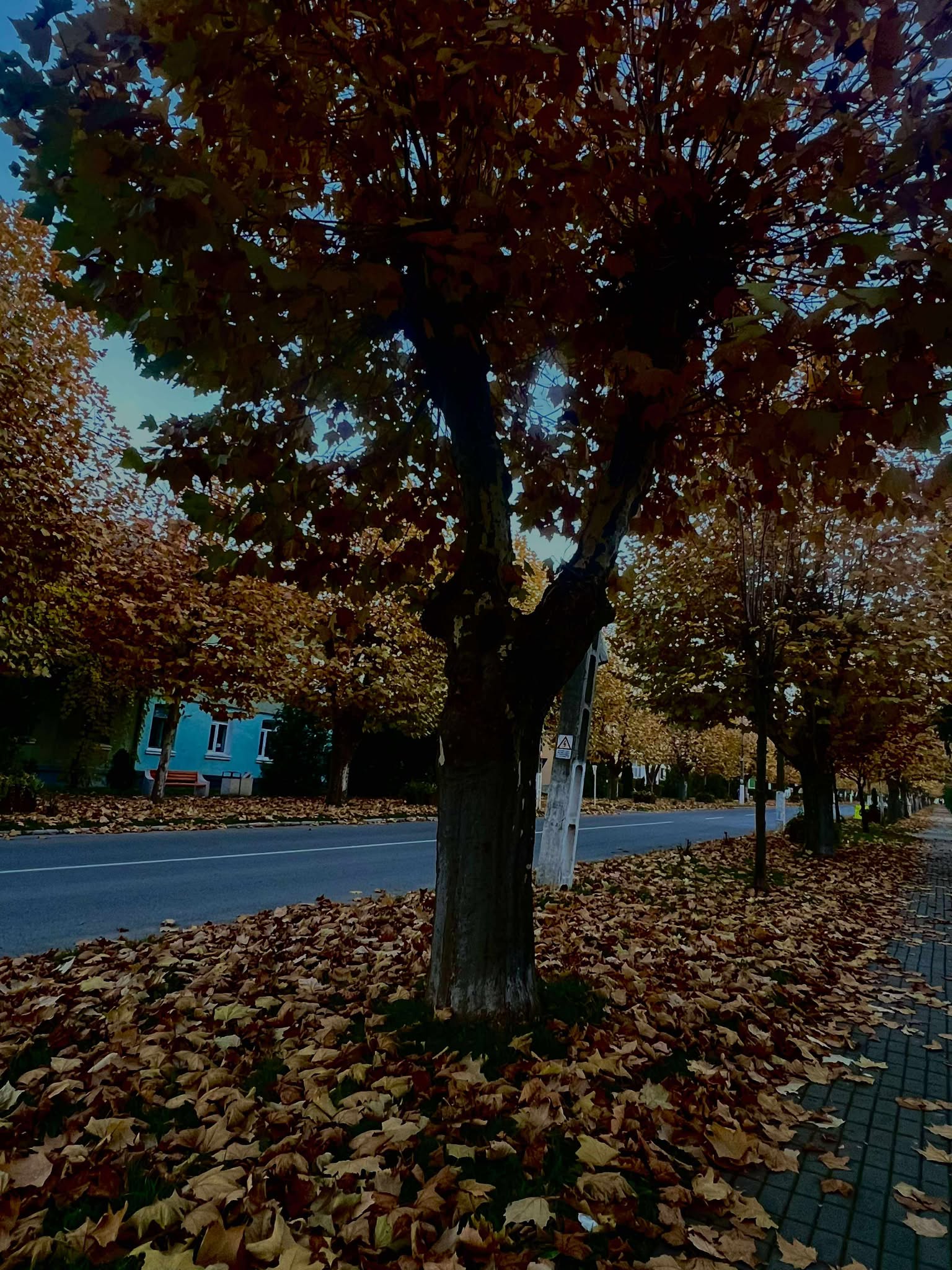 orasul victoria nov 2025 (19)