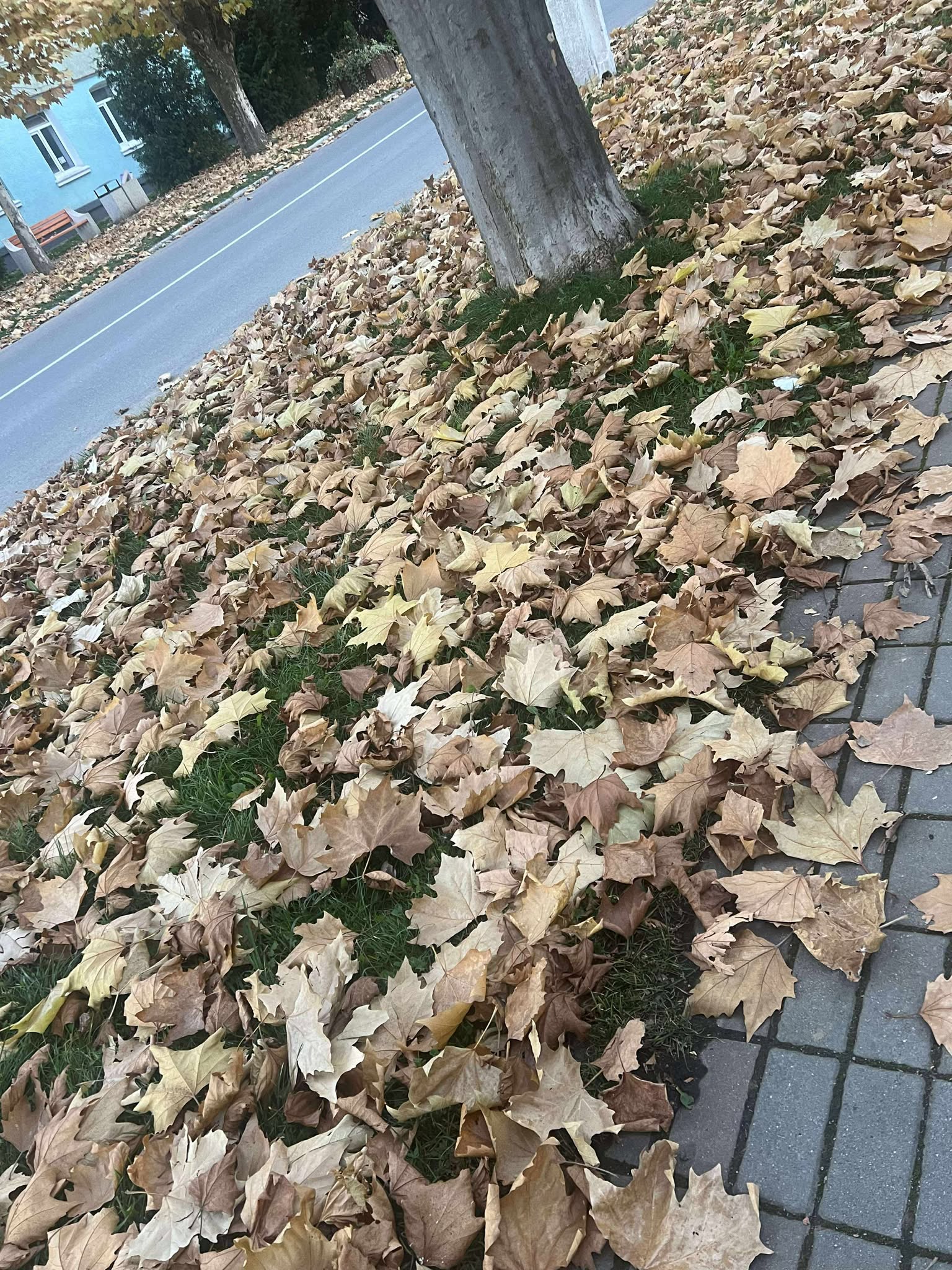 orasul victoria nov 2025 (20)