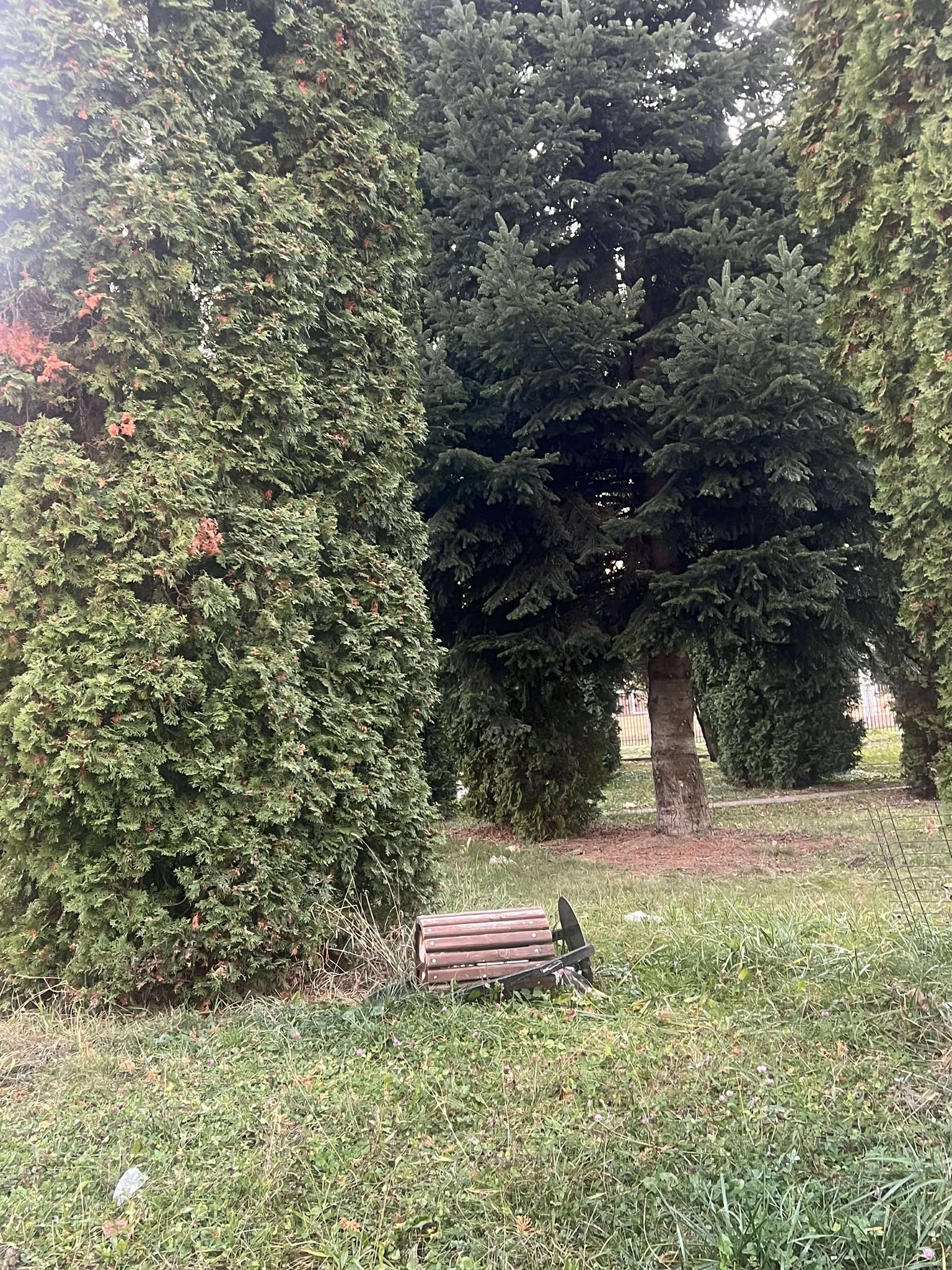 orasul victoria nov 2025 (28)