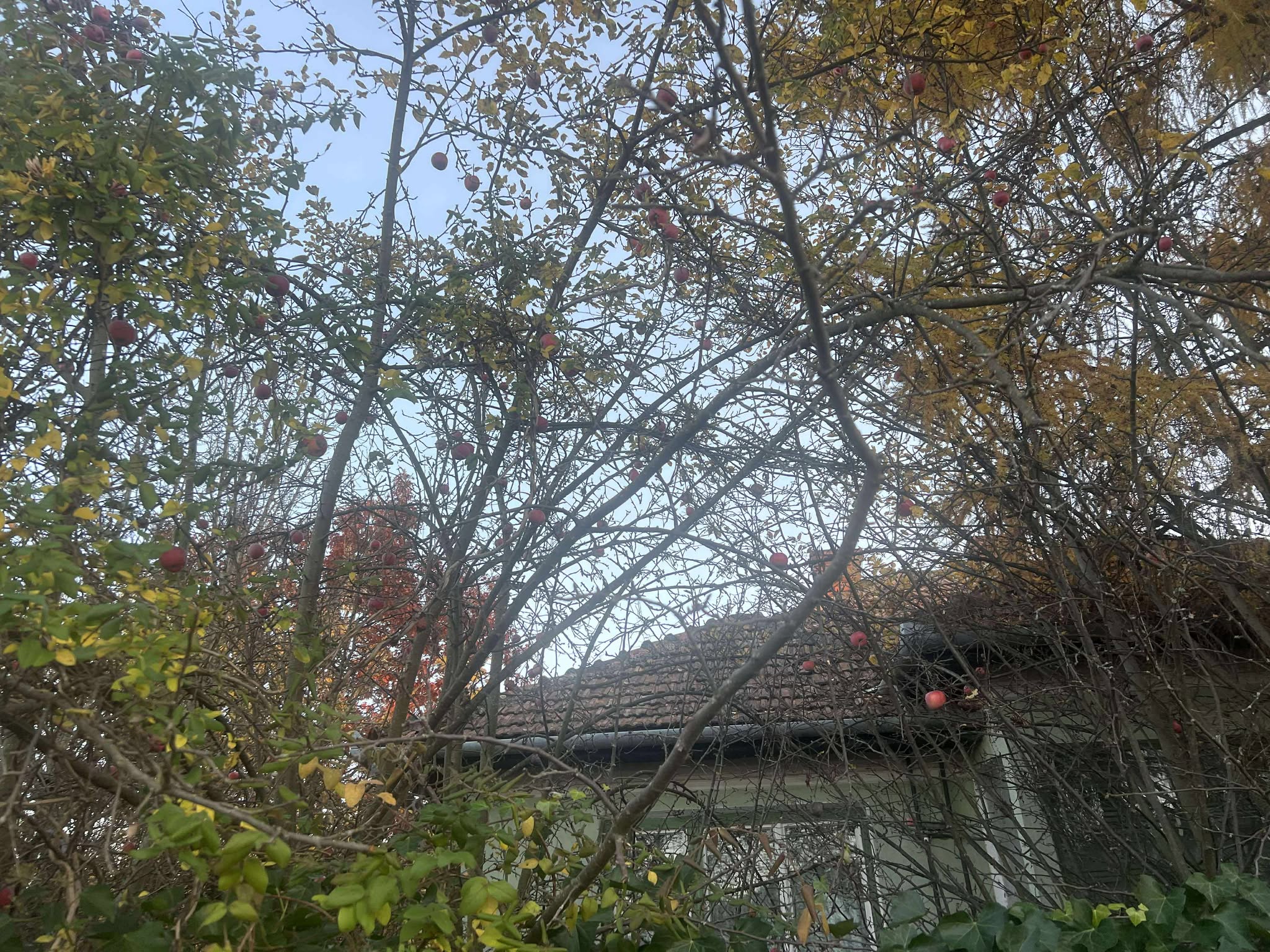 orasul victoria nov 2025 (34)