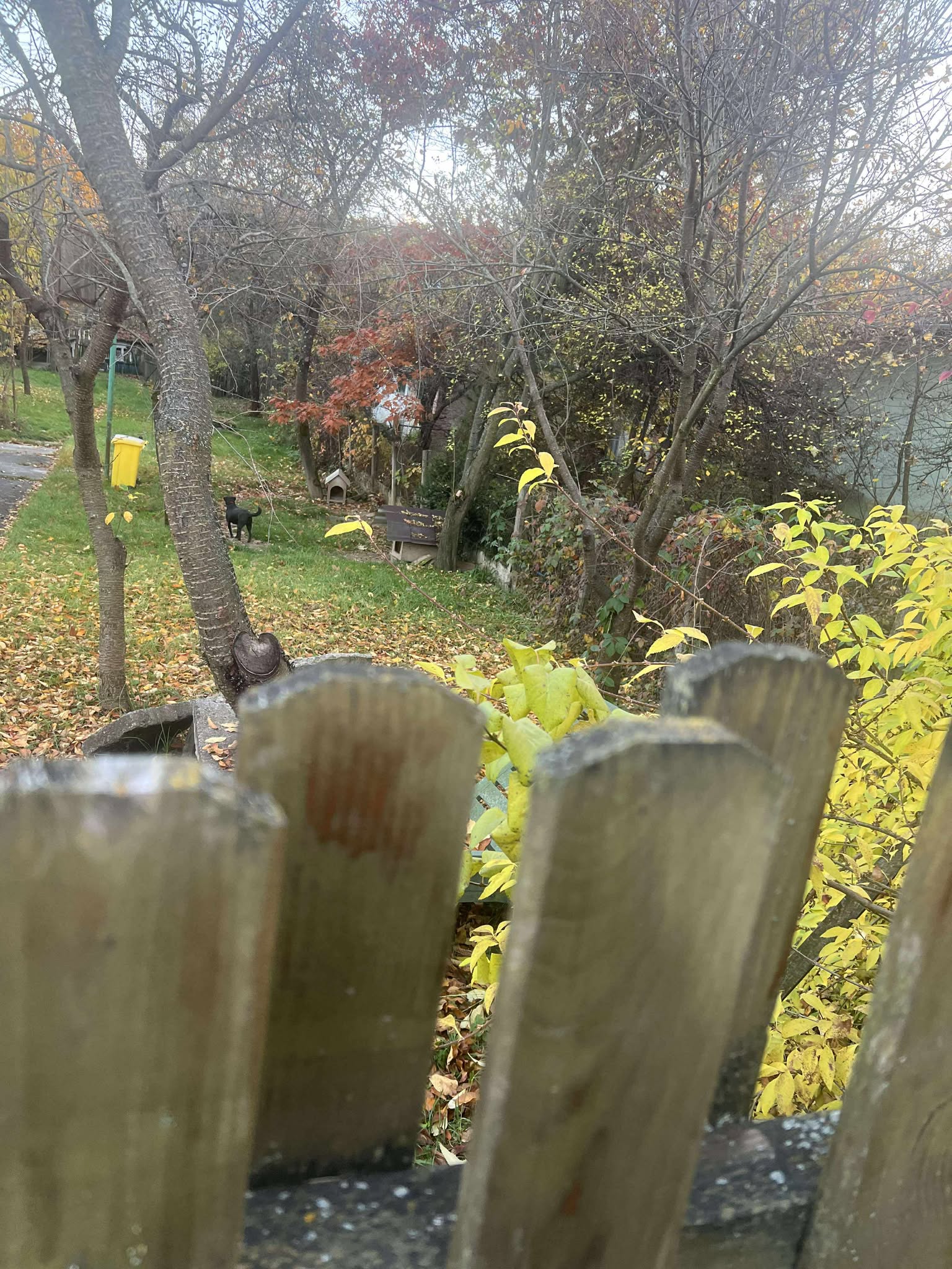 orasul victoria nov 2025 (35)