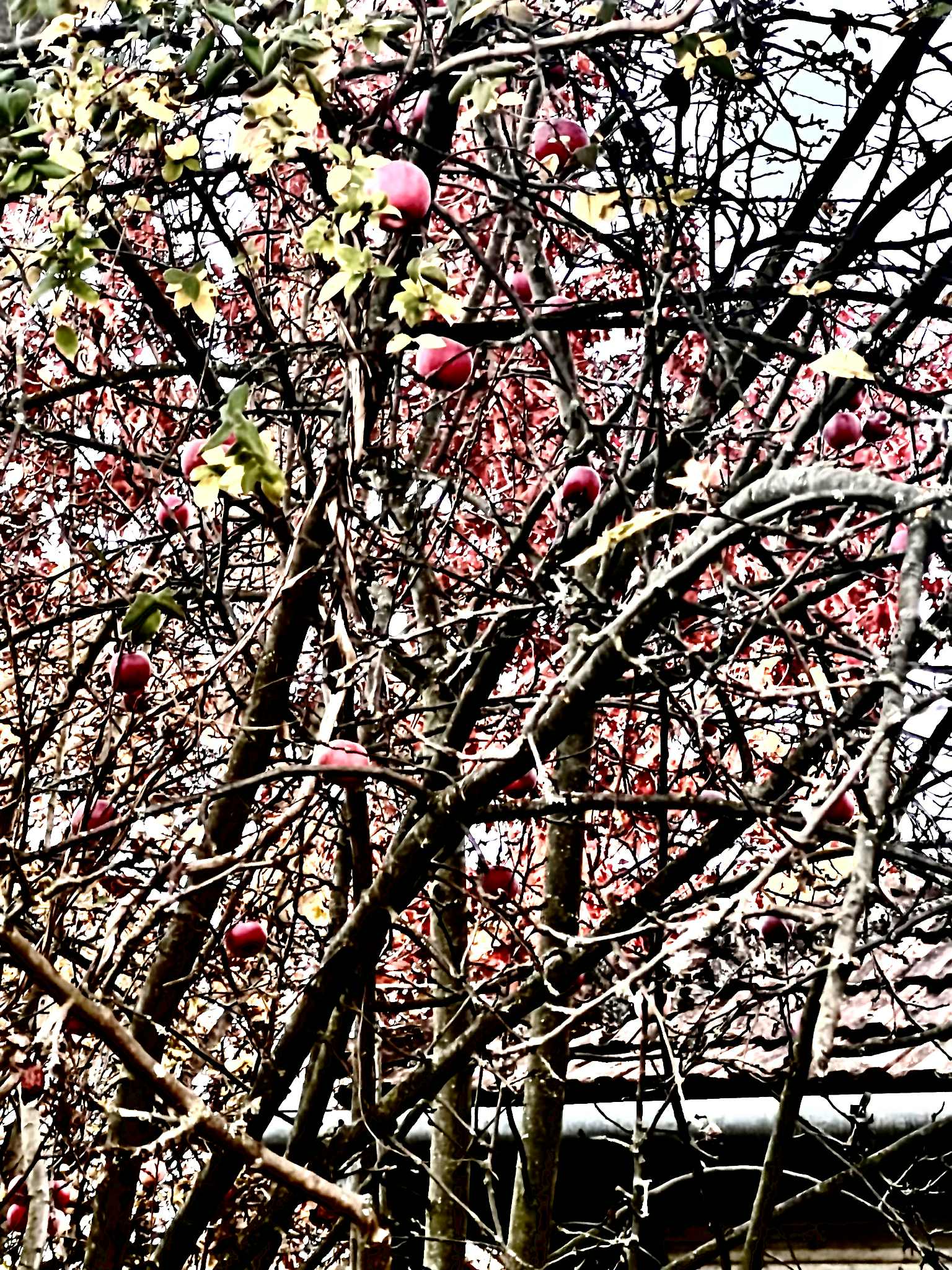 orasul victoria nov 2025 (46)