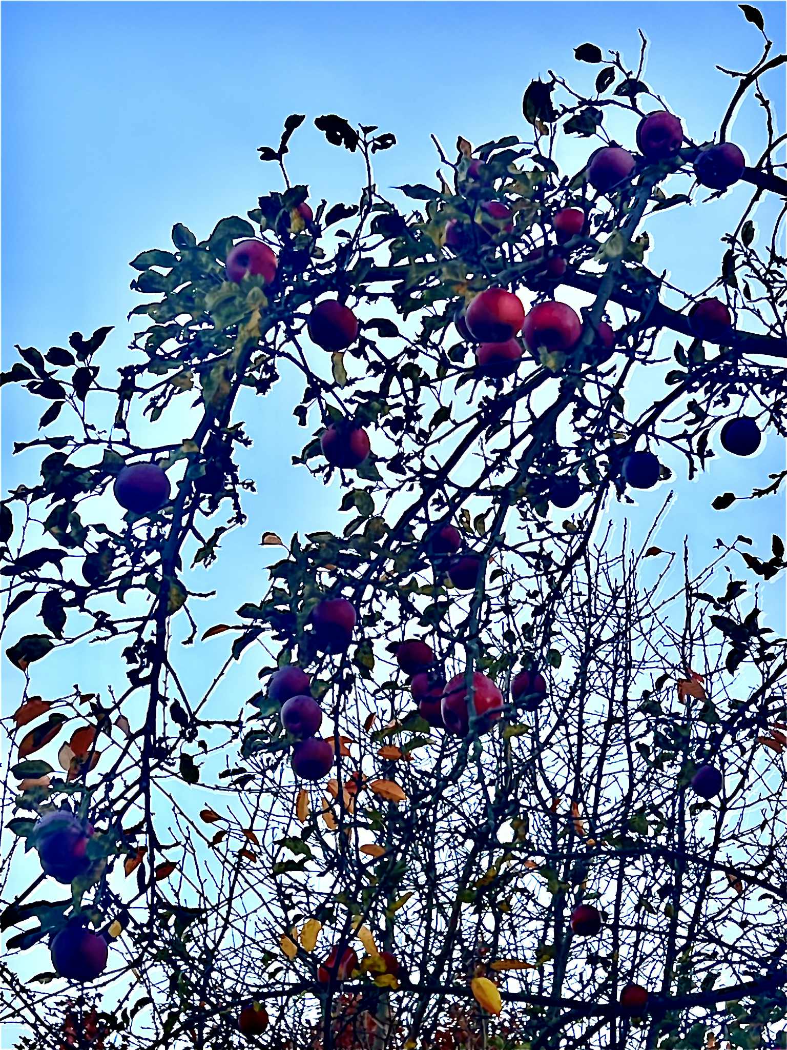 orasul victoria nov 2025 (47)