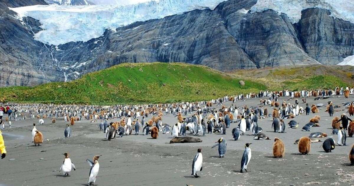 FOTO. Insula înghețată a pinguinilor: vizitatori între creaturi fascinante FOTO. Insula înghețată a pinguinilor: vizitatori între creaturi fascinante