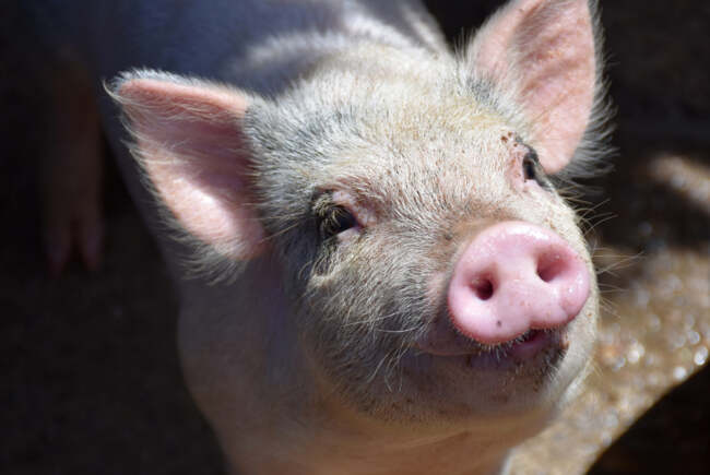 Poza pentru articolul Focar de pestă porcină africană confirmat în Timiș. Autoritățile impun măsuri stricte de restricție și supraveghere