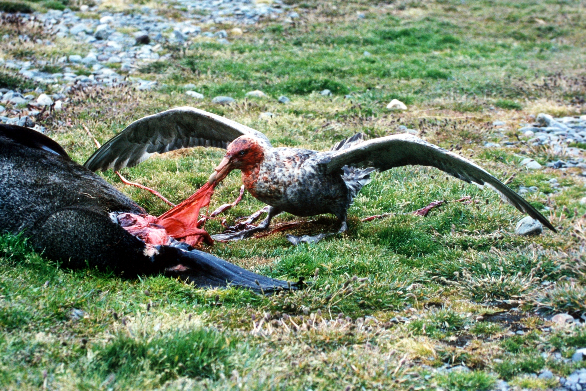 Giant_petrel