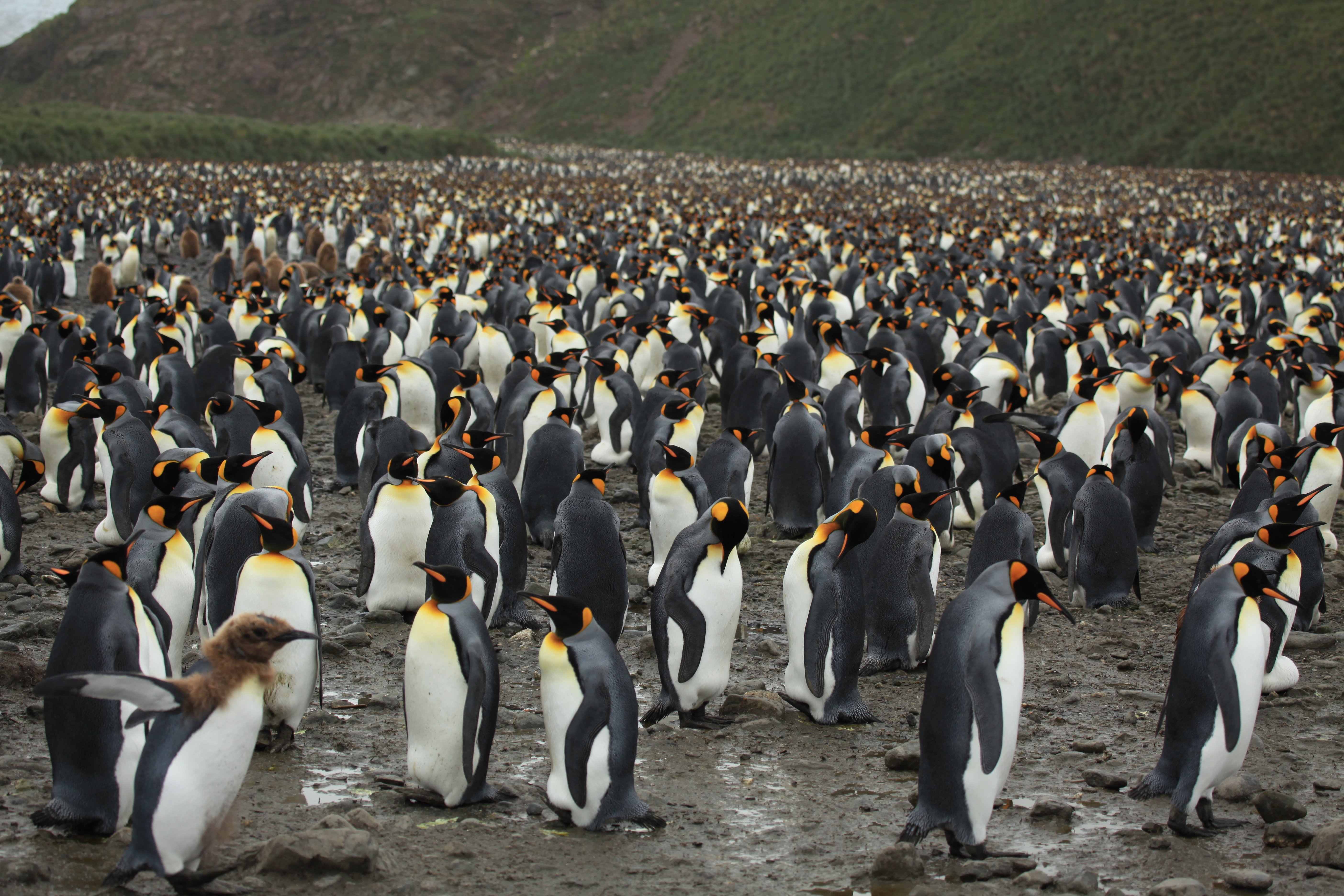 King_Penguins_at_Salisbury_Plain_(5719368307)