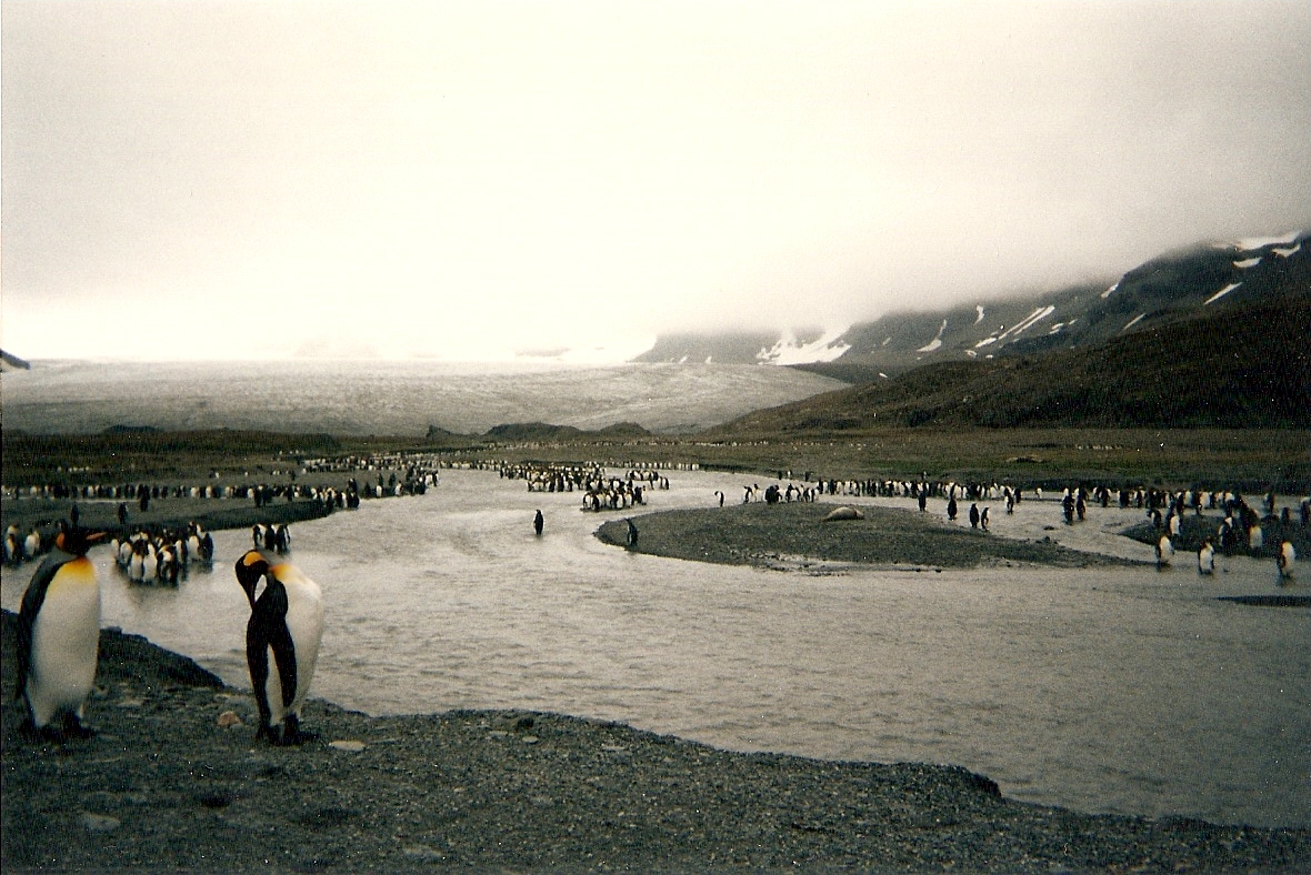 King_penguins_on_South_Georgia_Island