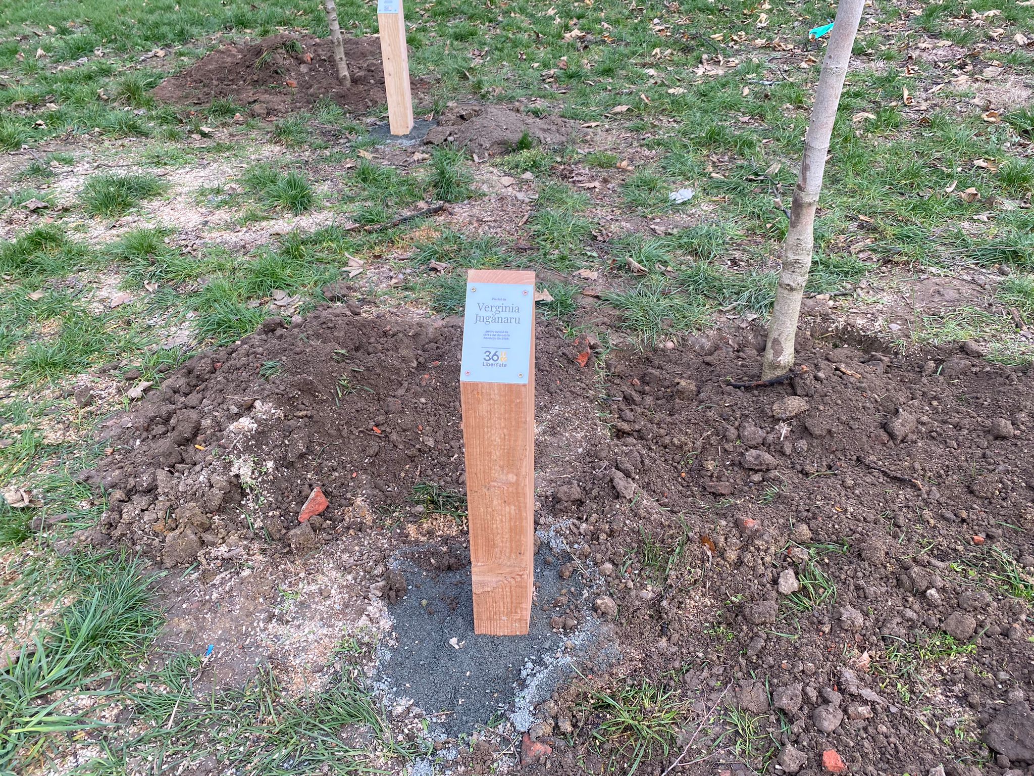 plantare arbori in memoria eroilor de la revolutie (8)