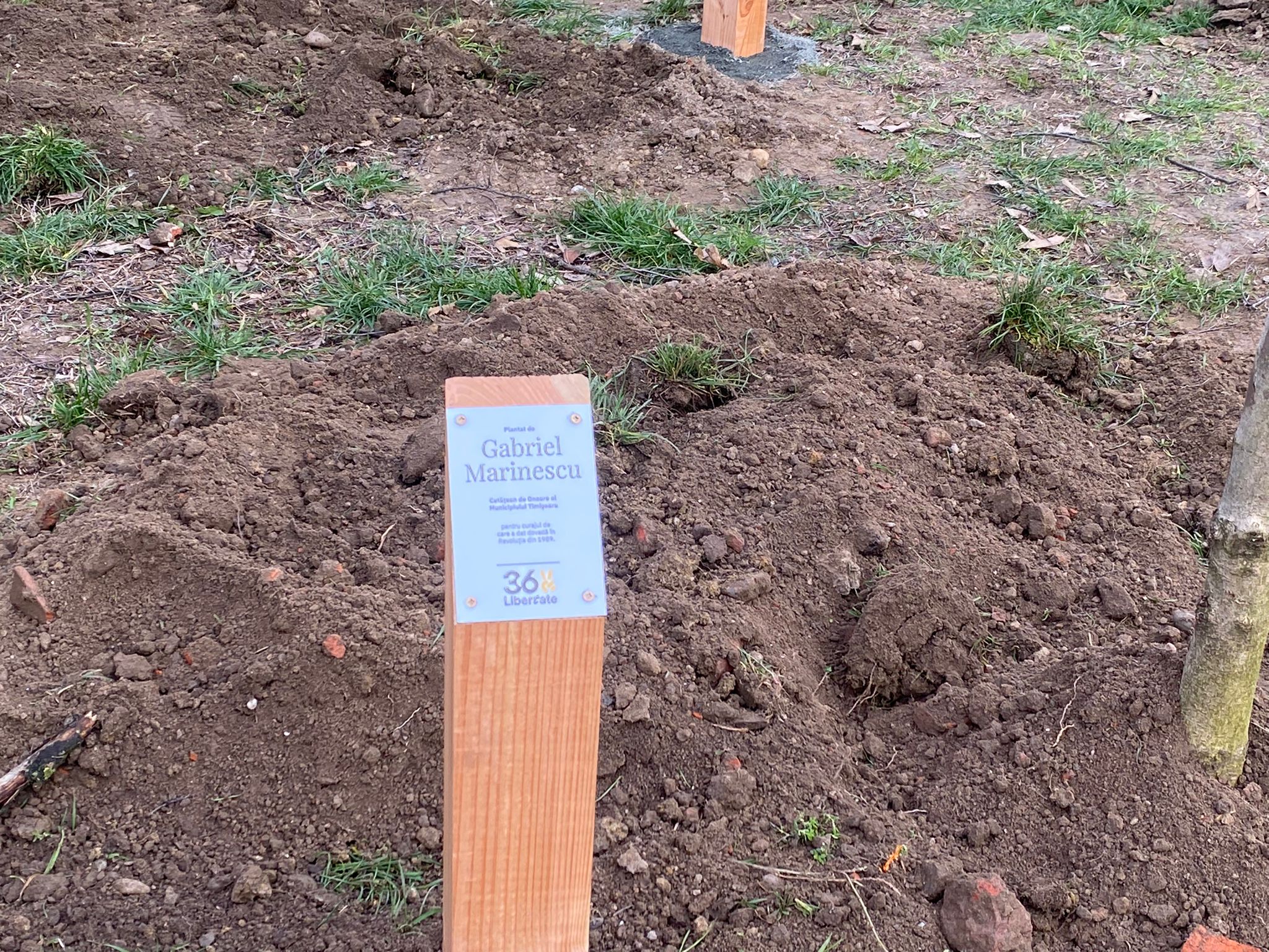 plantare arbori in memoria eroilor de la revolutie (12)