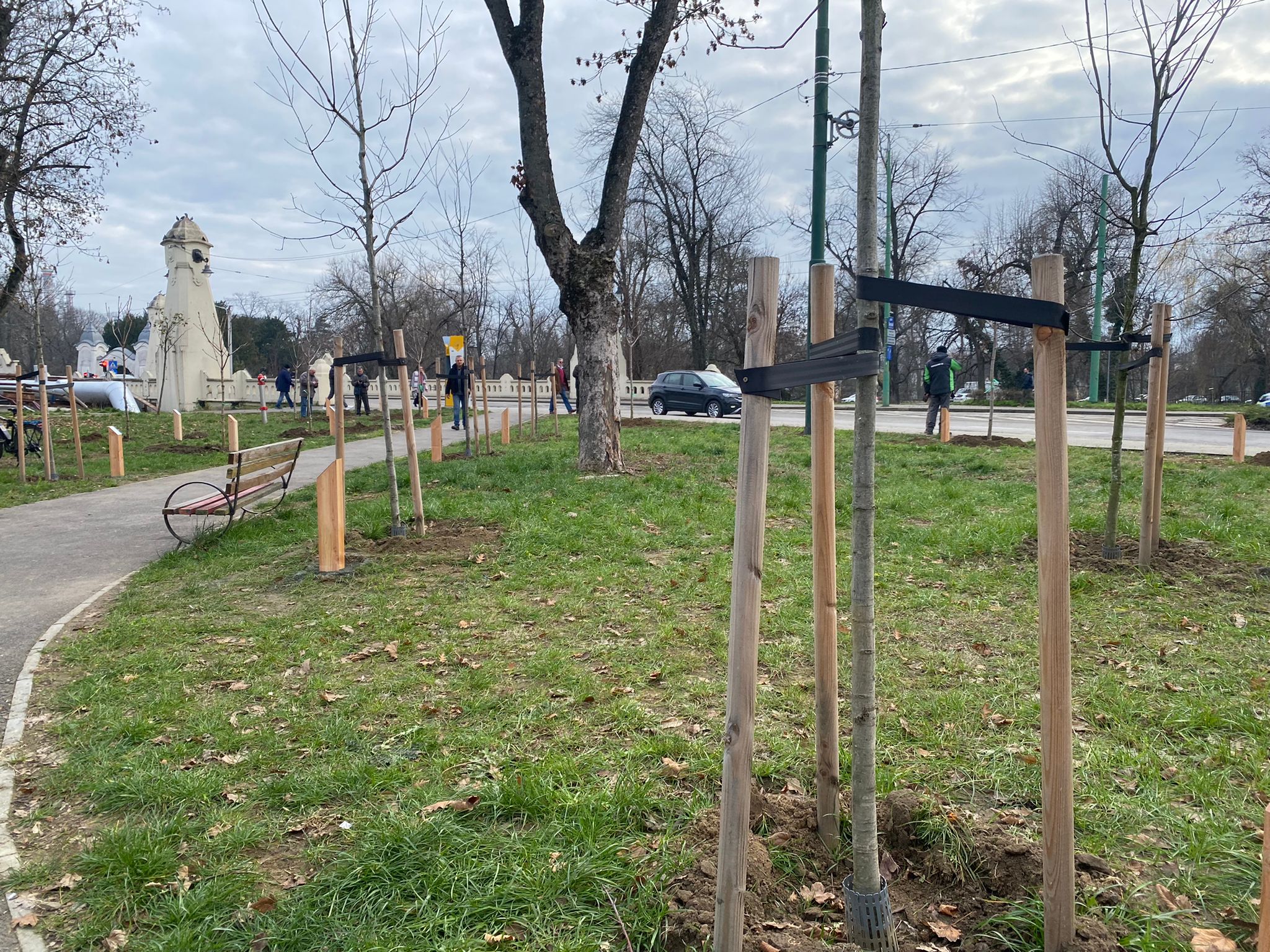 plantare arbori in memoria eroilor de la revolutie (13)