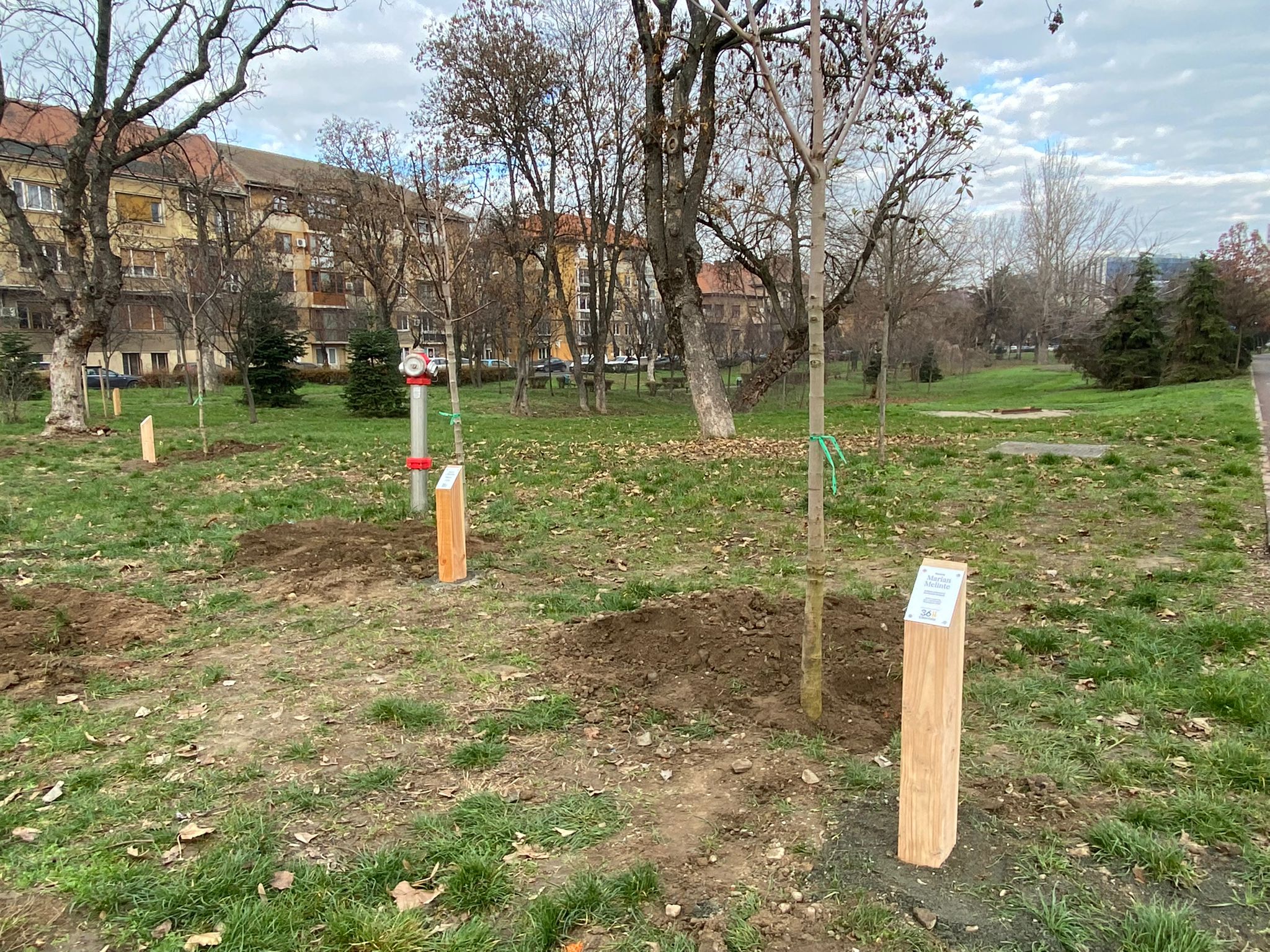 plantare arbori in memoria eroilor de la revolutie (14)