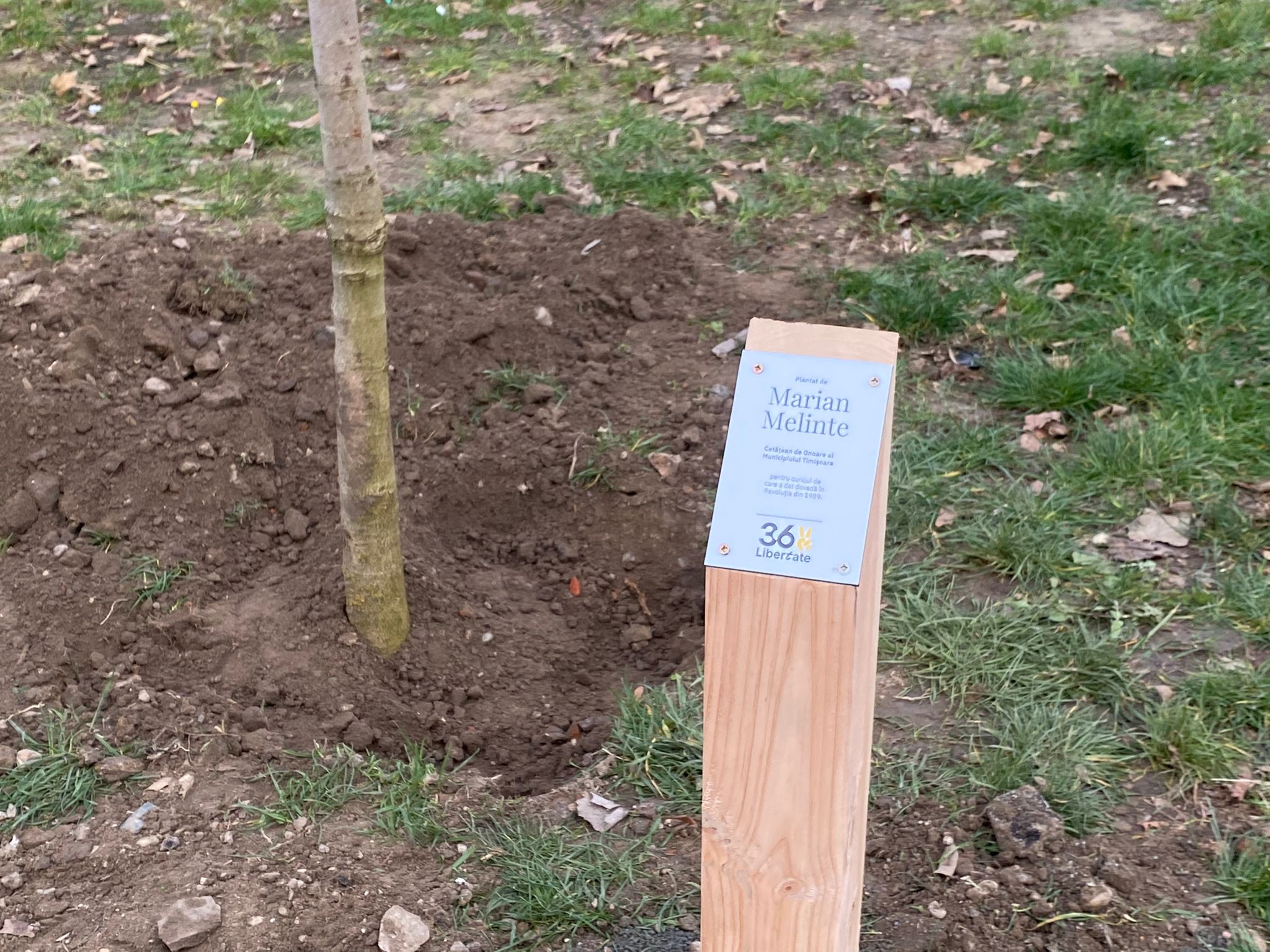 plantare arbori in memoria eroilor de la revolutie (15)