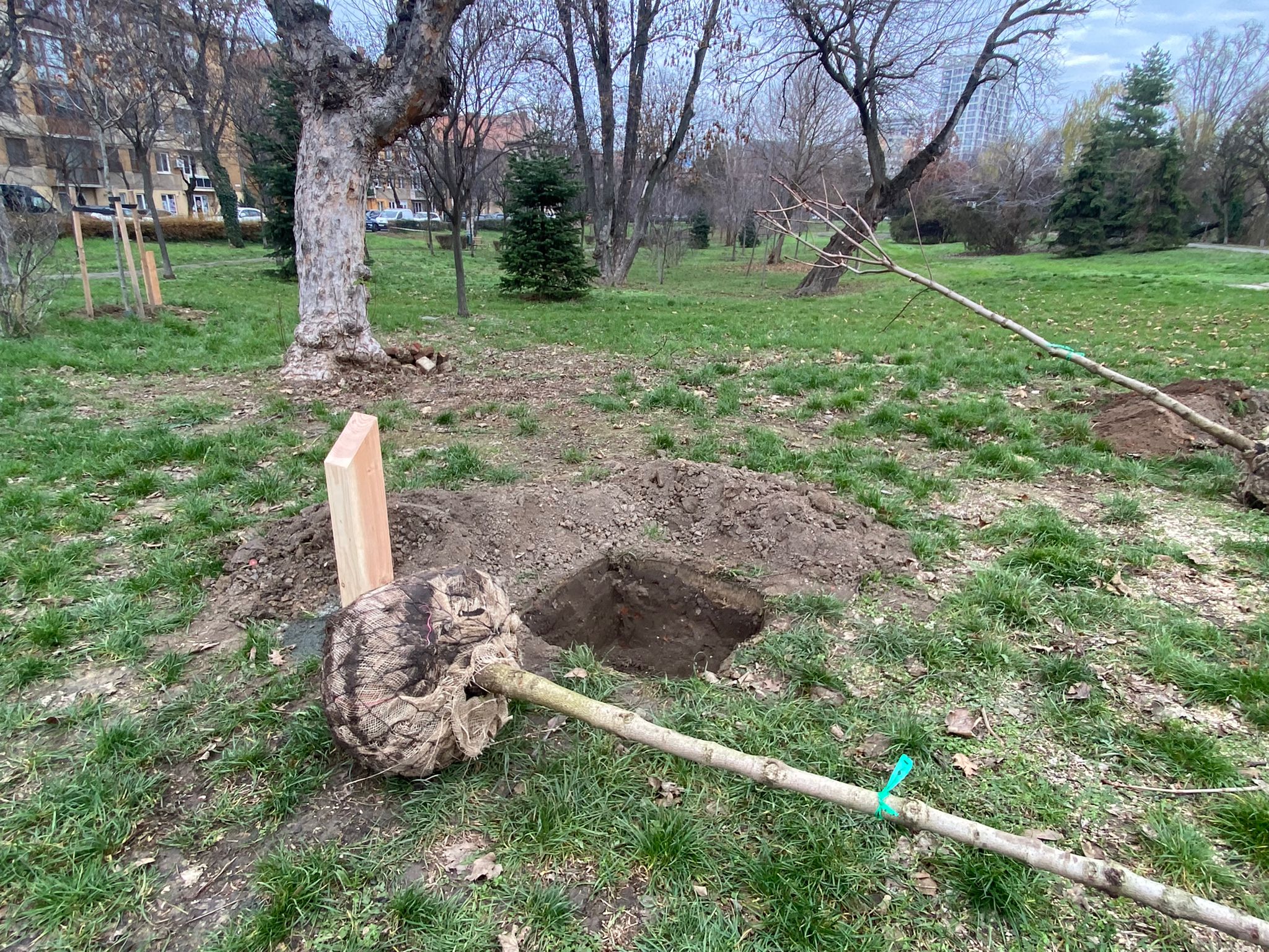 plantare arbori in memoria eroilor de la revolutie (19)