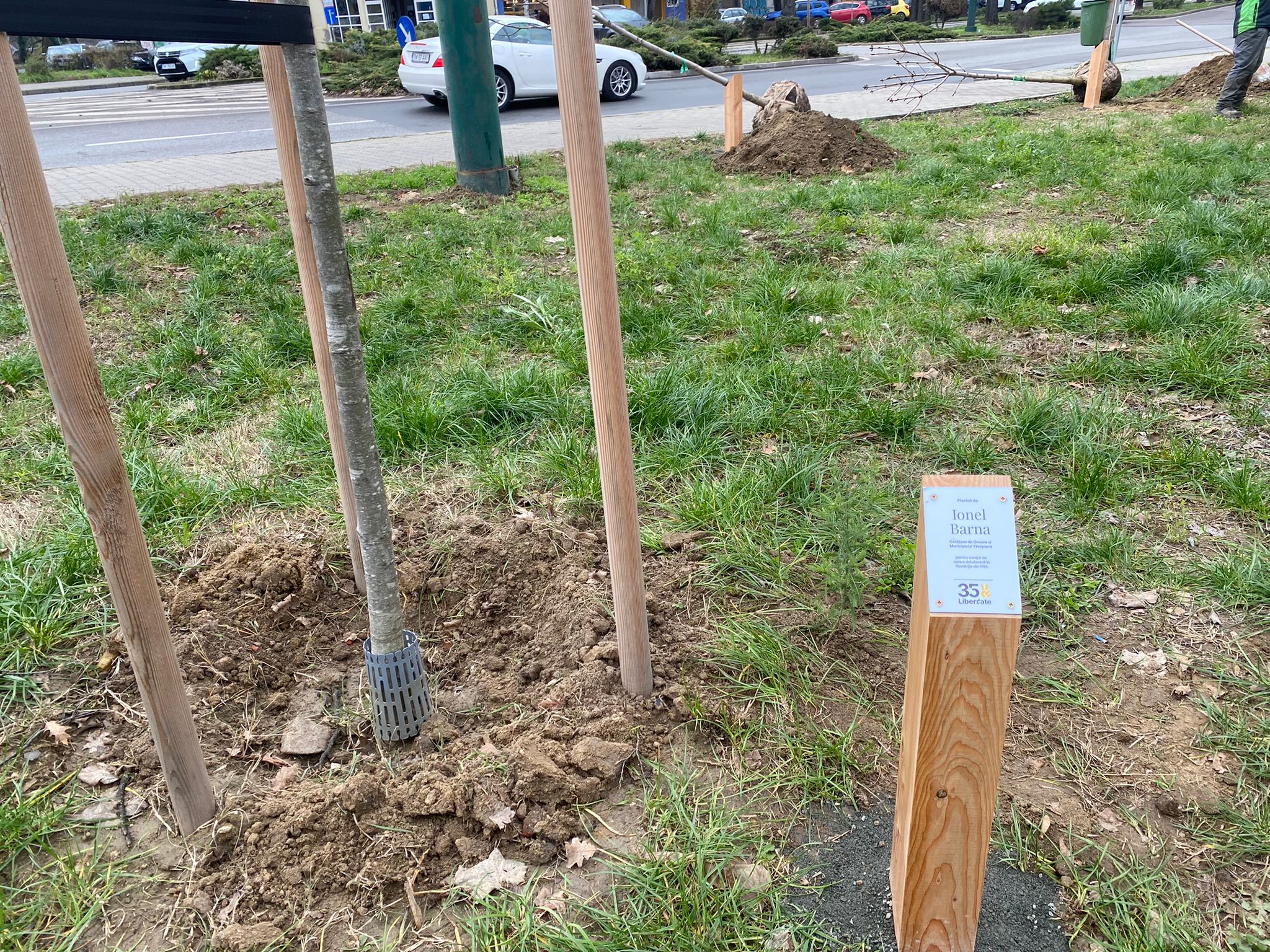 plantare arbori in memoria eroilor de la revolutie (22)