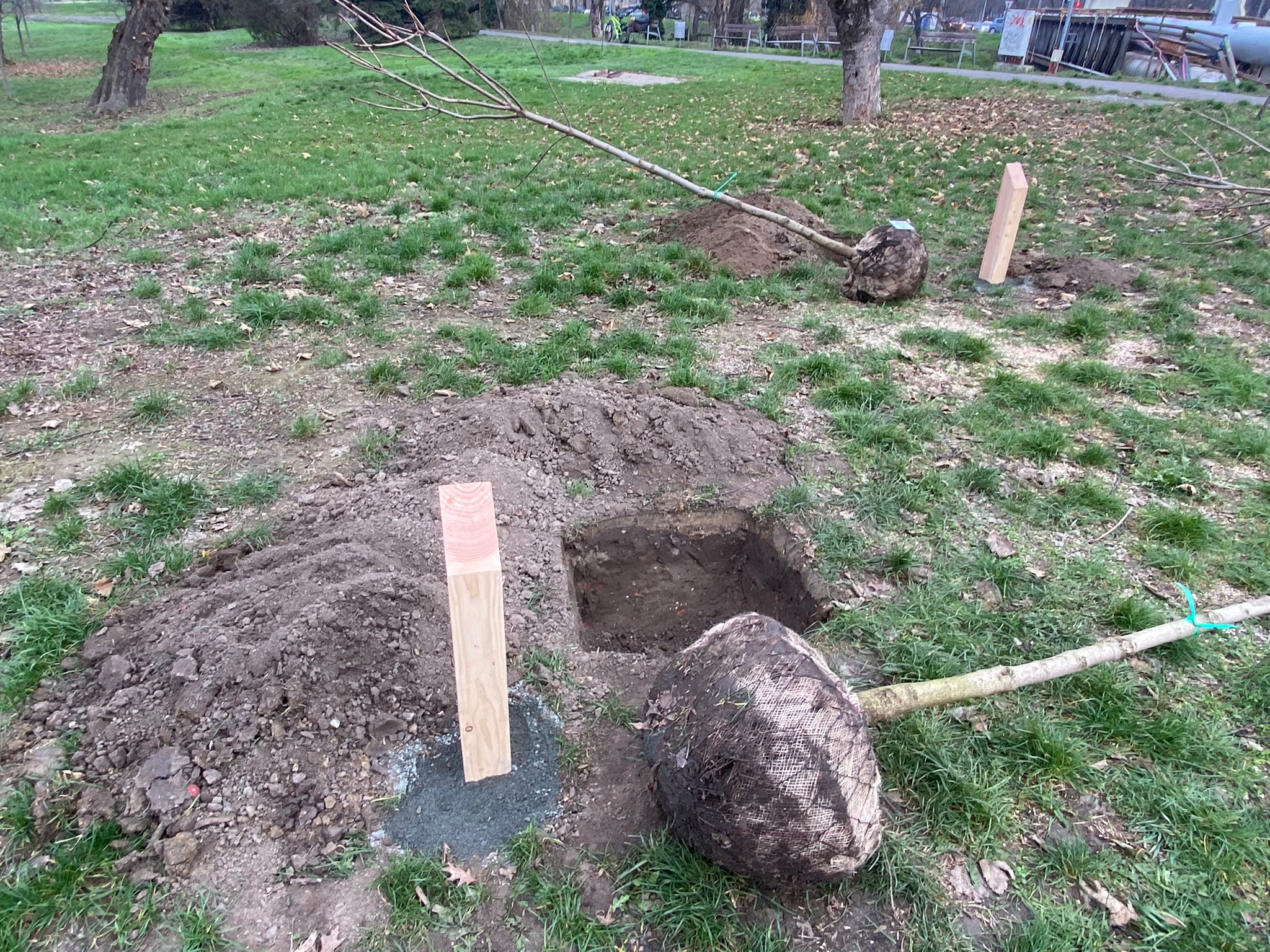 plantare arbori in memoria eroilor de la revolutie (32)