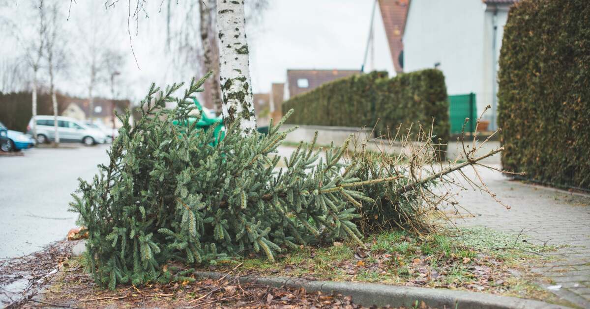 Primăria Lugoj își desfășoară programul pentru ridicarea brazilor de Crăciun. Primăria Lugoj își desfășoară programul pentru ridicarea brazilor de Crăciun.