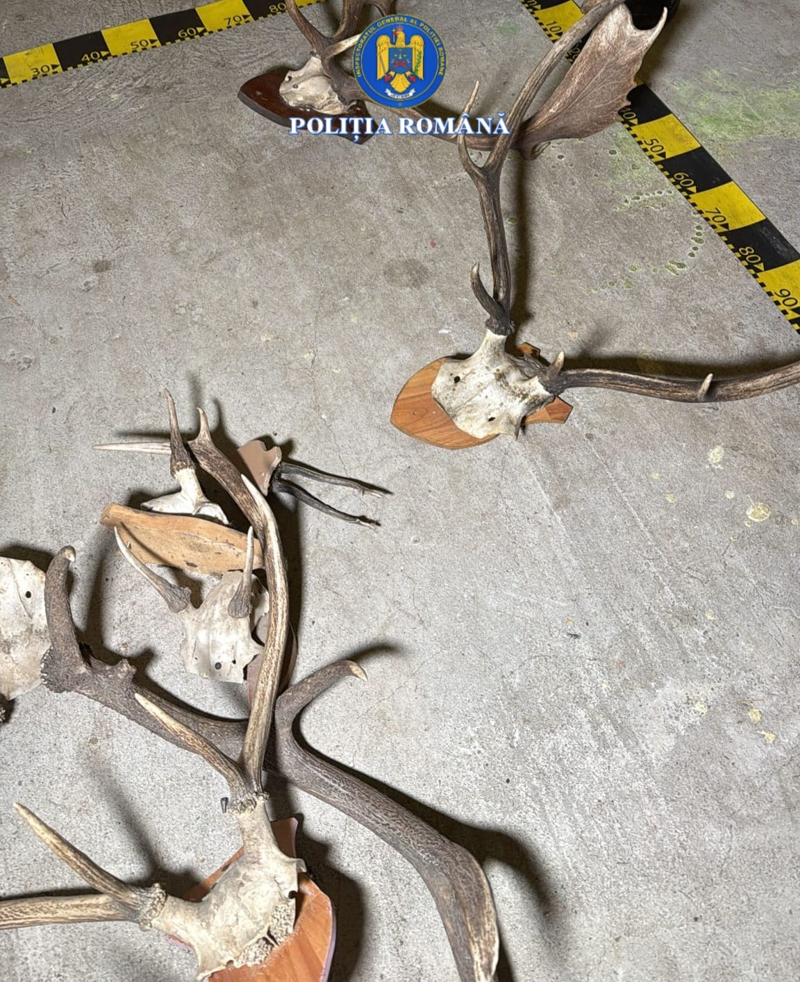 perchezitii arme munitie carne recas stanciova (14)