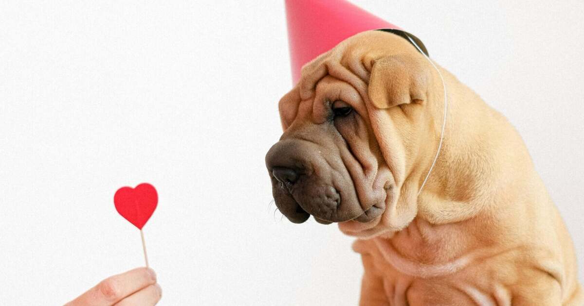 Valentine’s Day: Eveniment de Music Bingo la Timișoara pentru ajutorarea animalelor abandonate Valentine’s Day: Eveniment de Music Bingo la Timișoara pentru ajutorarea animalelor abandonate