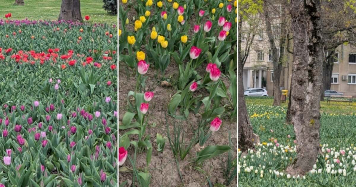 „Timișoara înflorită”: Concurs foto în care locuitorii devin povestitori ai orașului. Cum te poți implica? „Timișoara înflorită”: Concurs foto în care locuitorii devin povestitori ai orașului. Cum te poți implica?