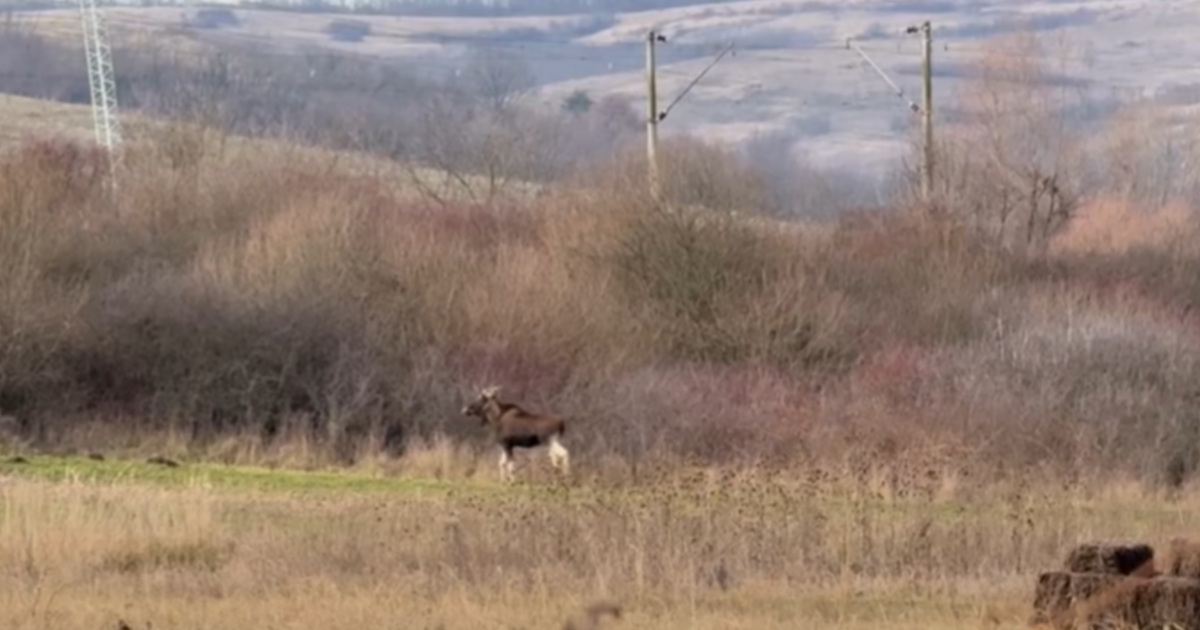 VIDEO. Elan observat în România după 200 de ani. Specialiștii discută despre o revenire posibilă.