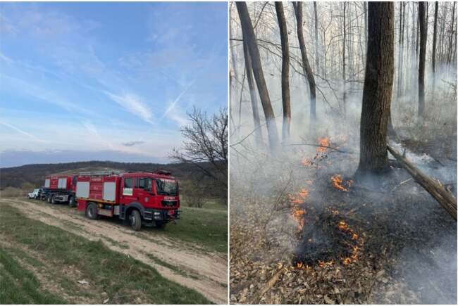 Poza pentru articolul Incendiu de proporții la vegetație uscată și pădure în Coșteiu de Sus